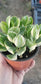 Variegated Crassula Jade (4"Pot)