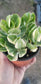 Variegated Crassula Jade (4"Pot)