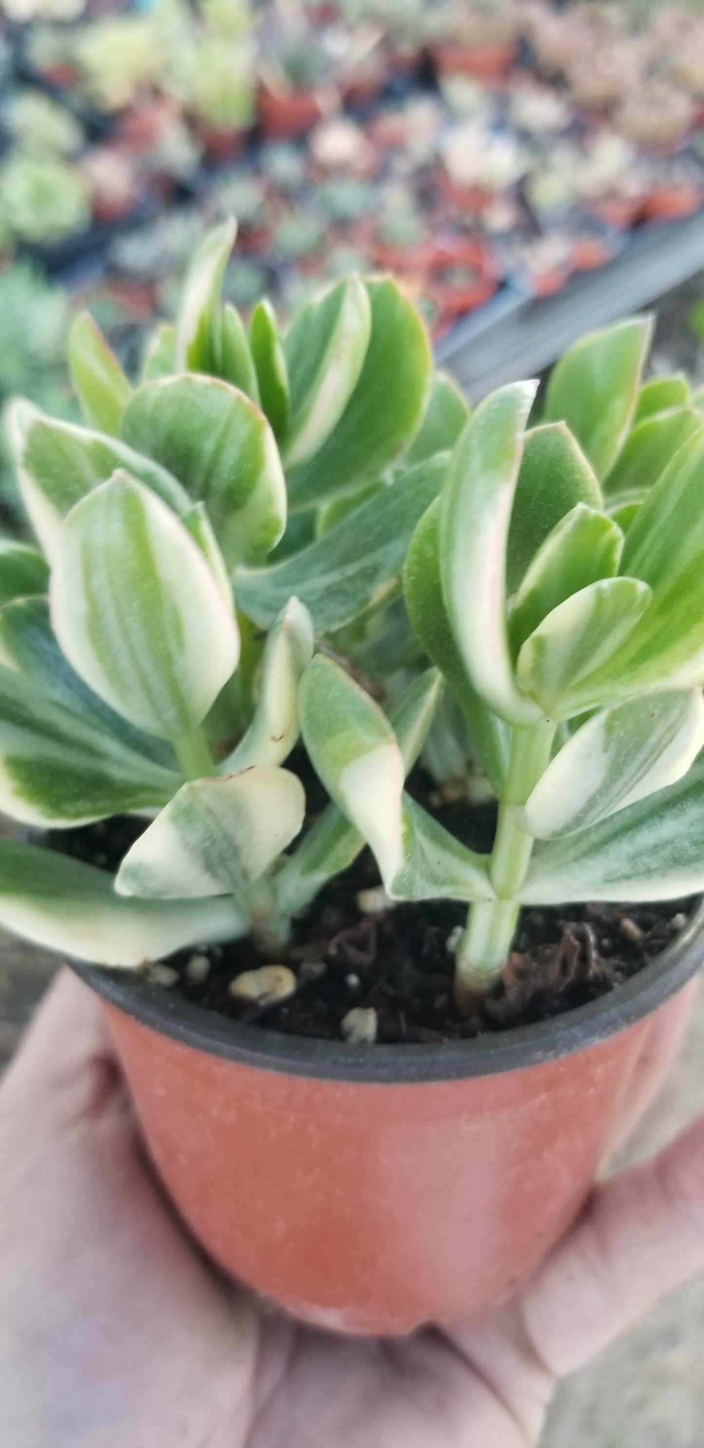 Variegated Crassula Jade (4"Pot)