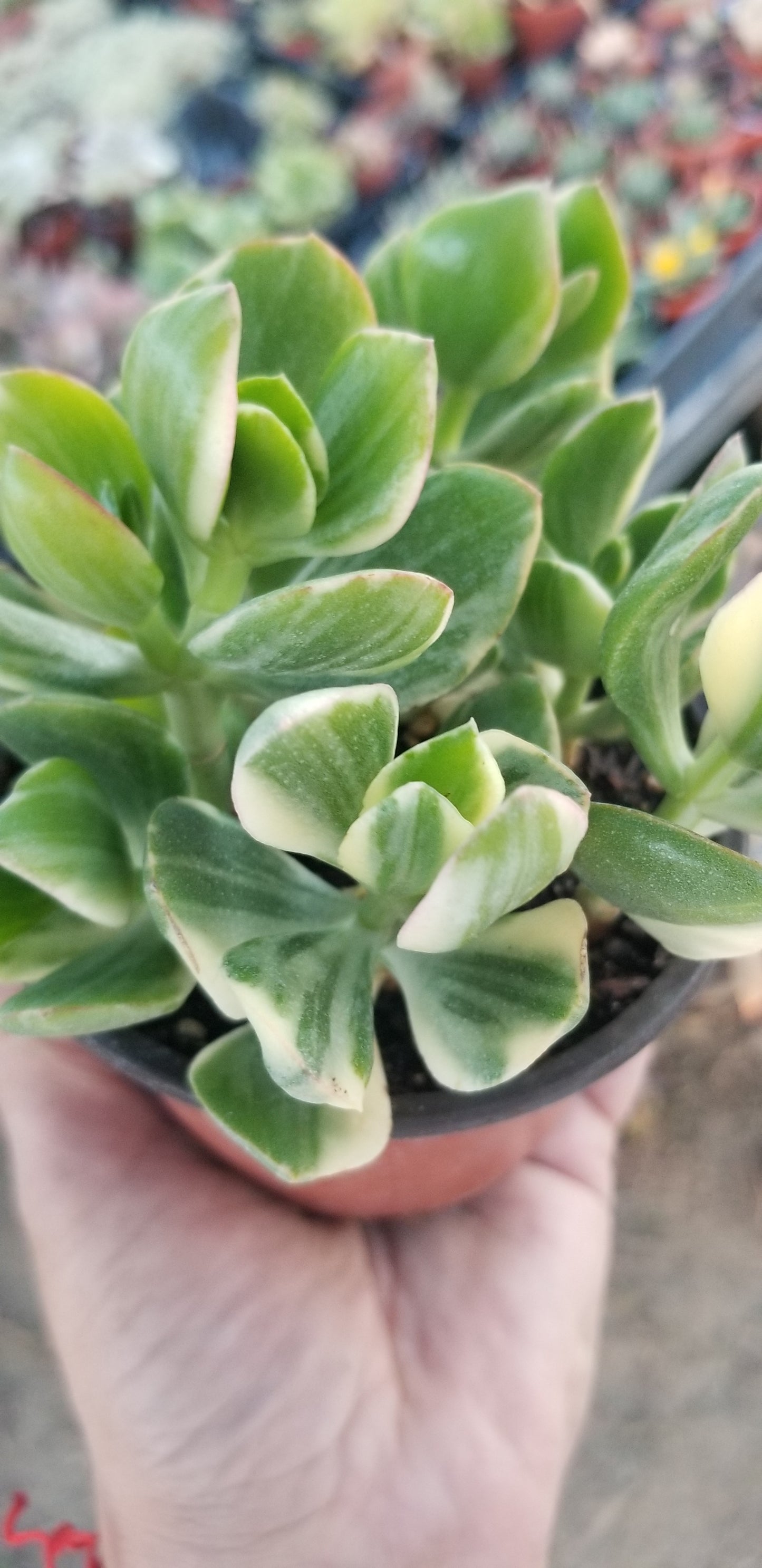 Variegated Crassula Jade (4"Pot)