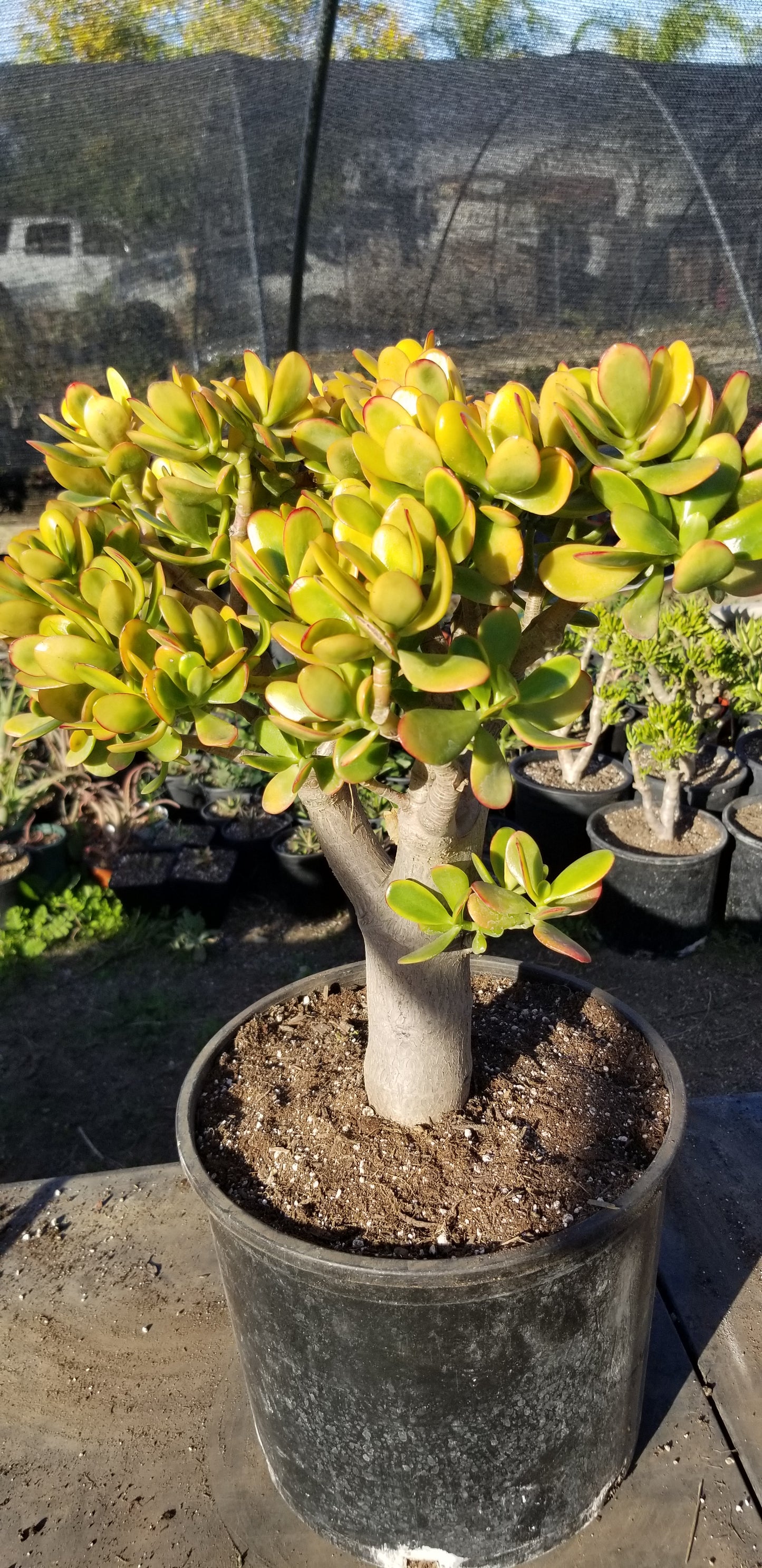 Crassula Ovata Hummel's Sunset Tree (5 gal. Pot)