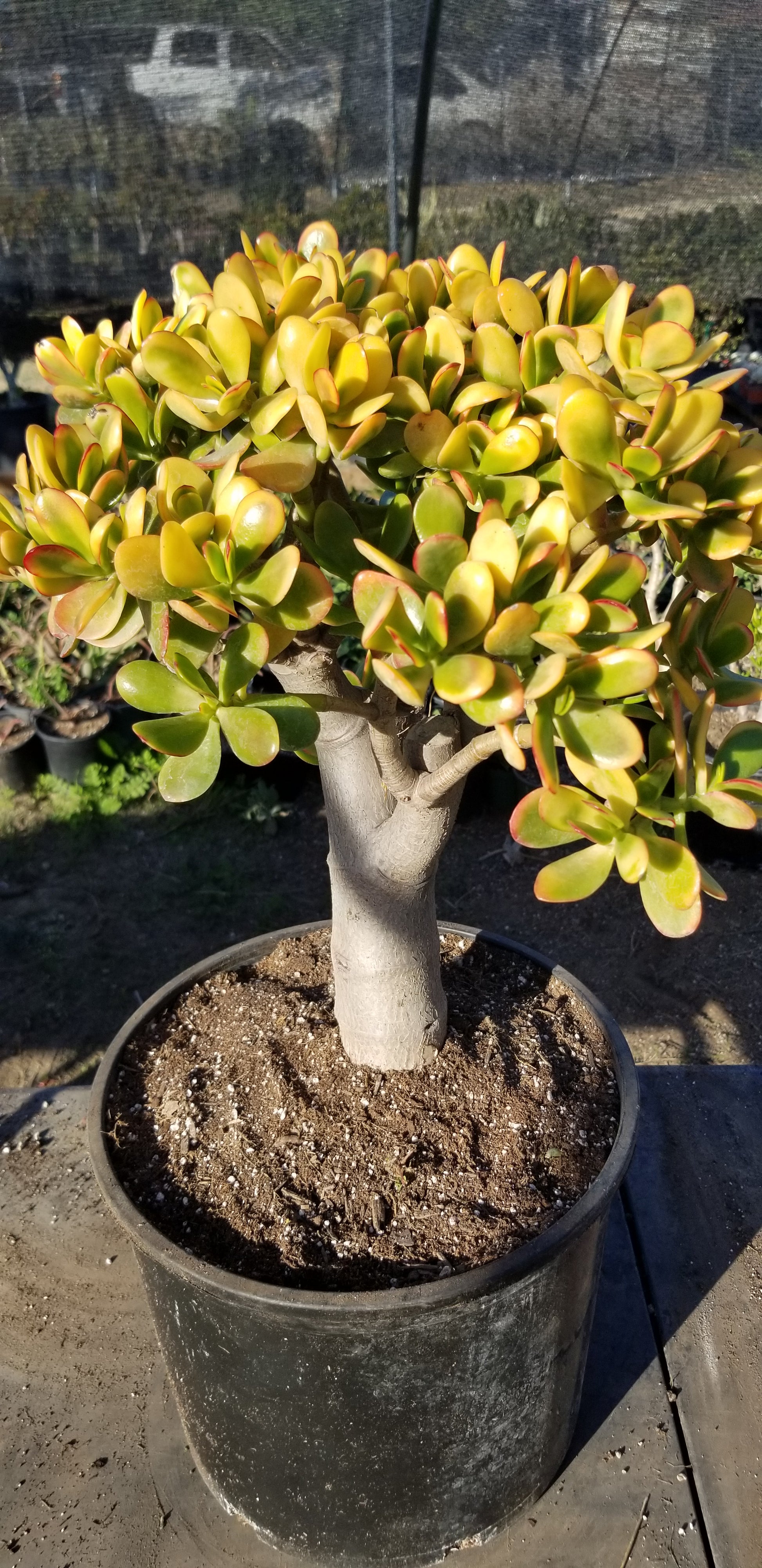 black gold jade plant Crassula Ovata Hummel's Sunset Tree (5 gal. Pot) – Beaultiful Desert Plants
