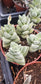 Crassula Moonglow (4" Pot)