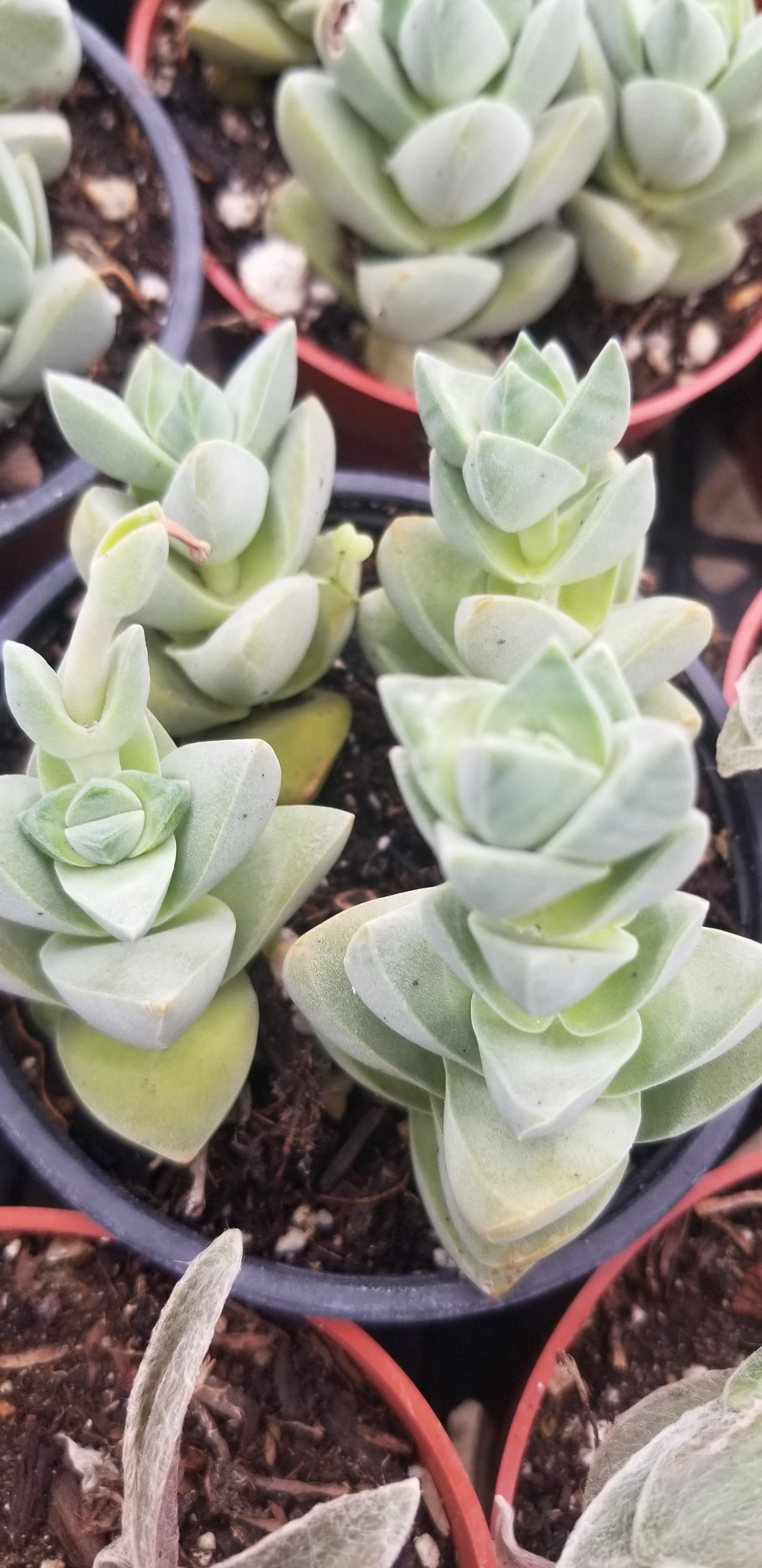 Crassula Moonglow (4" Pot)