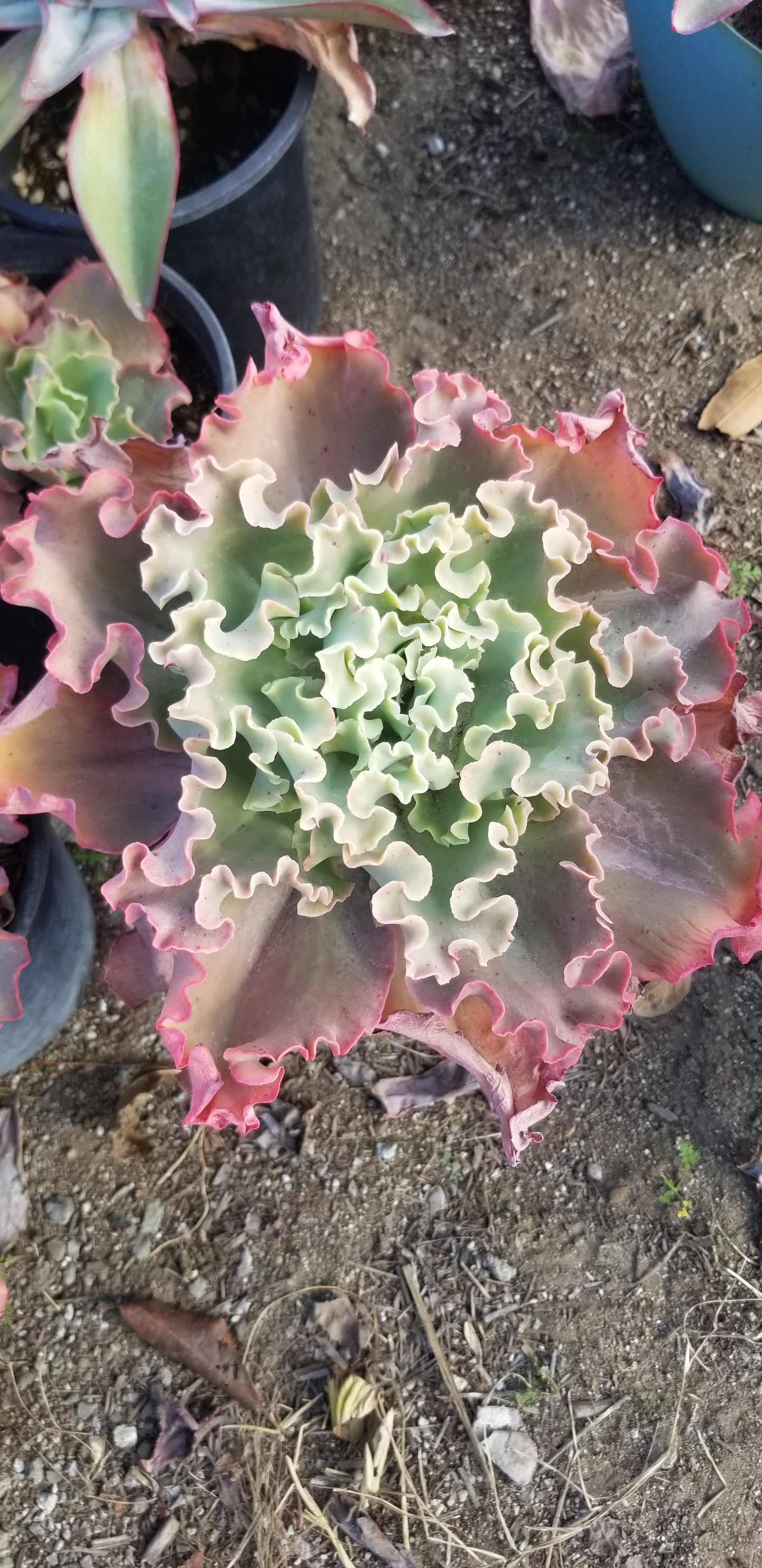 Echeveria Peach Curls