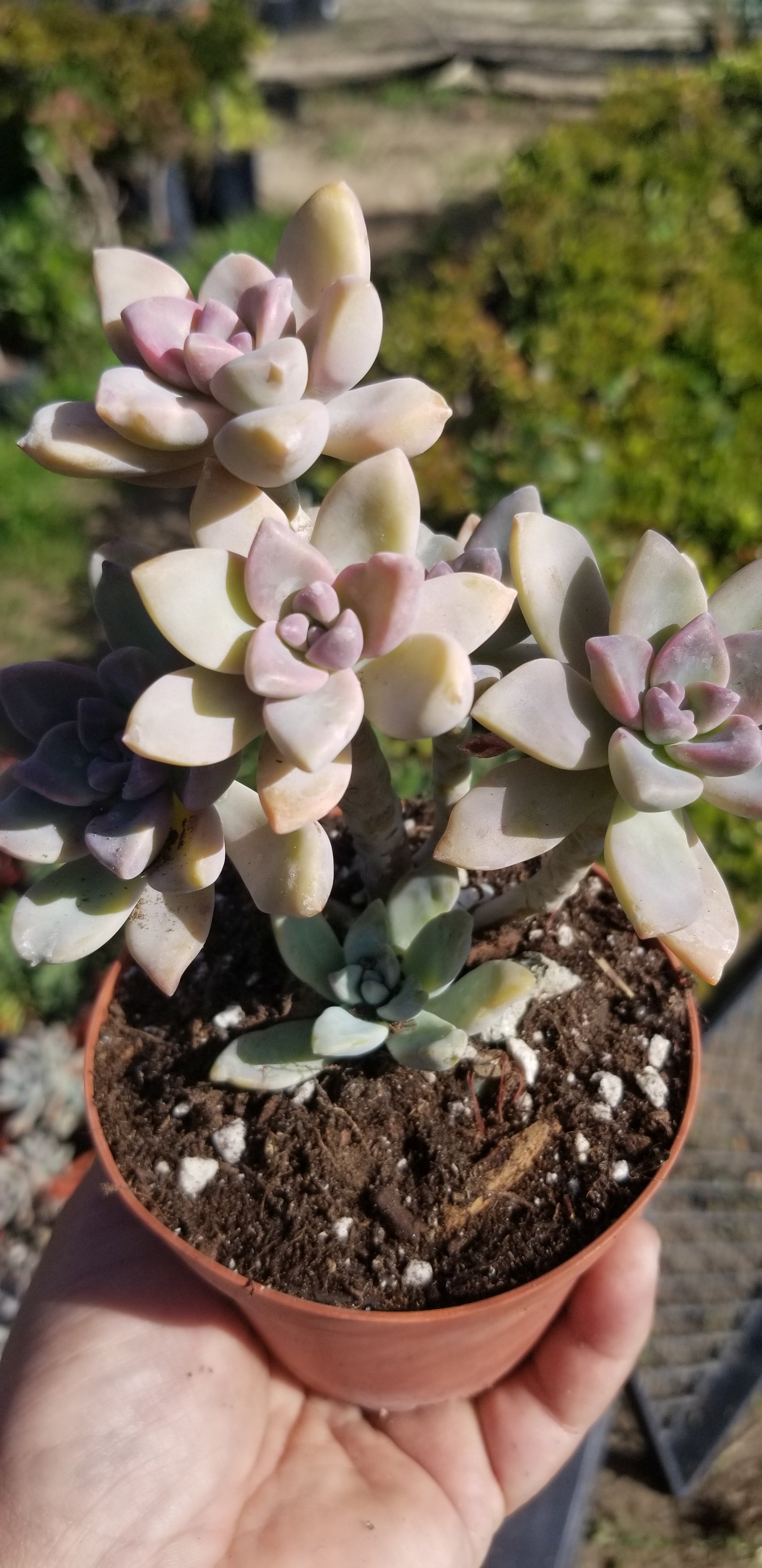graptopetalum succulent Graptopetalum Paraguayense "Ghost Plant" (4" pot) – Beaultiful Desert Plants