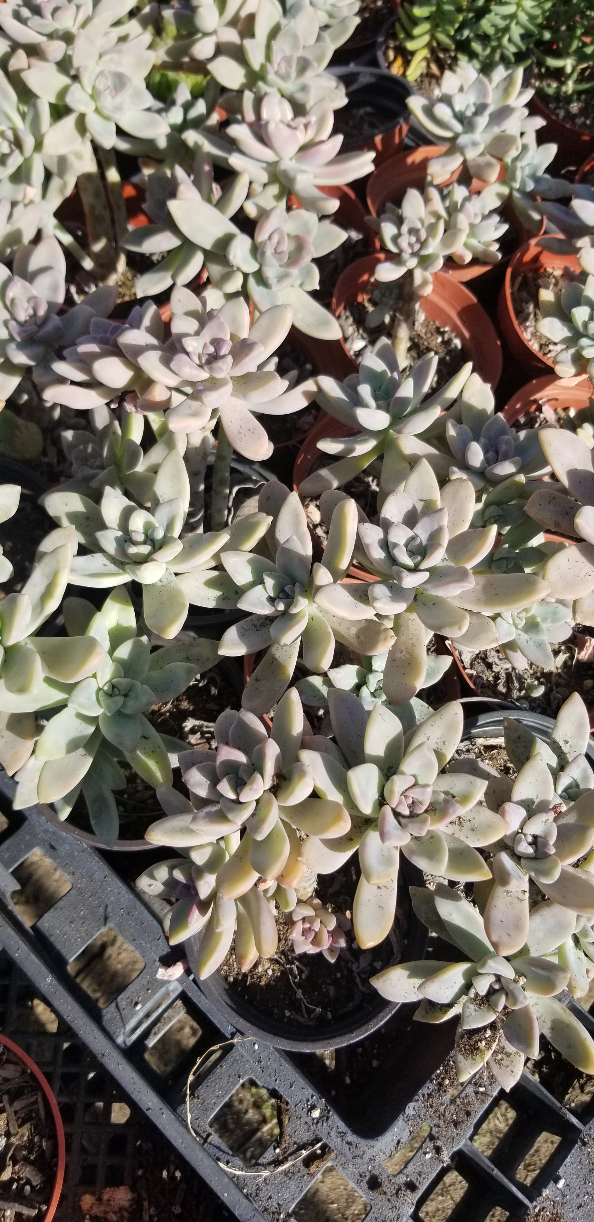 paraguayense succulent Graptopetalum Paraguayense "Ghost Plant" (4" pot) – Beaultiful Desert Plants