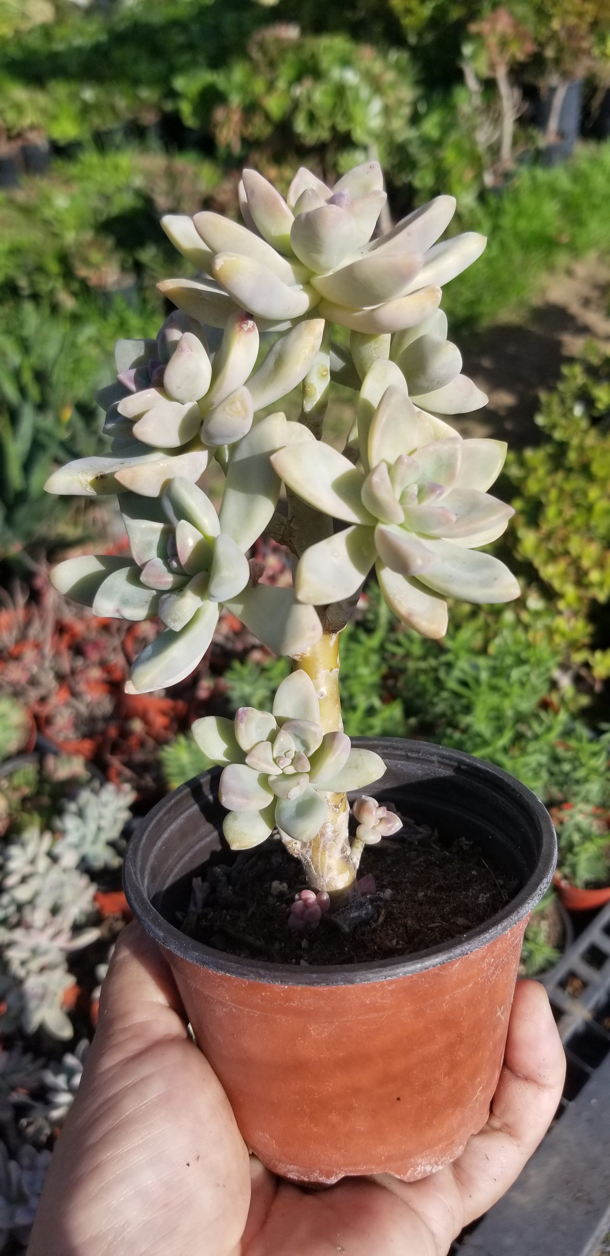 ghost flower succulent Graptopetalum Paraguayense "Ghost Plant" (4" pot) – Beaultiful Desert Plants