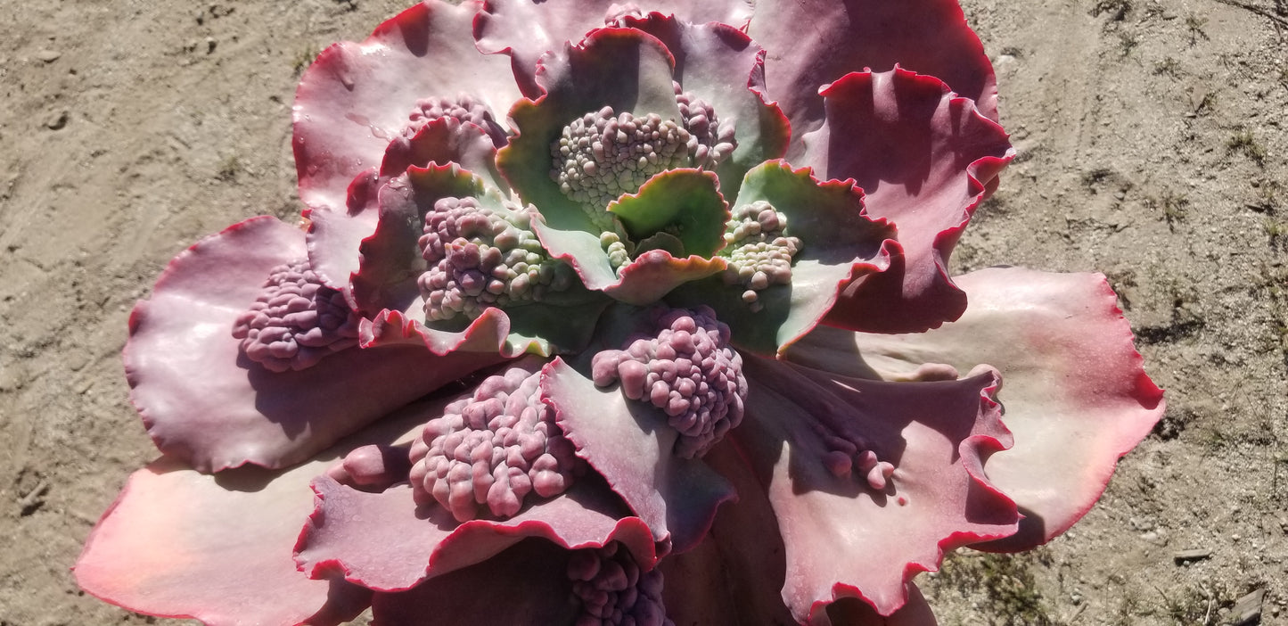 Echeveria Edna Hybrid