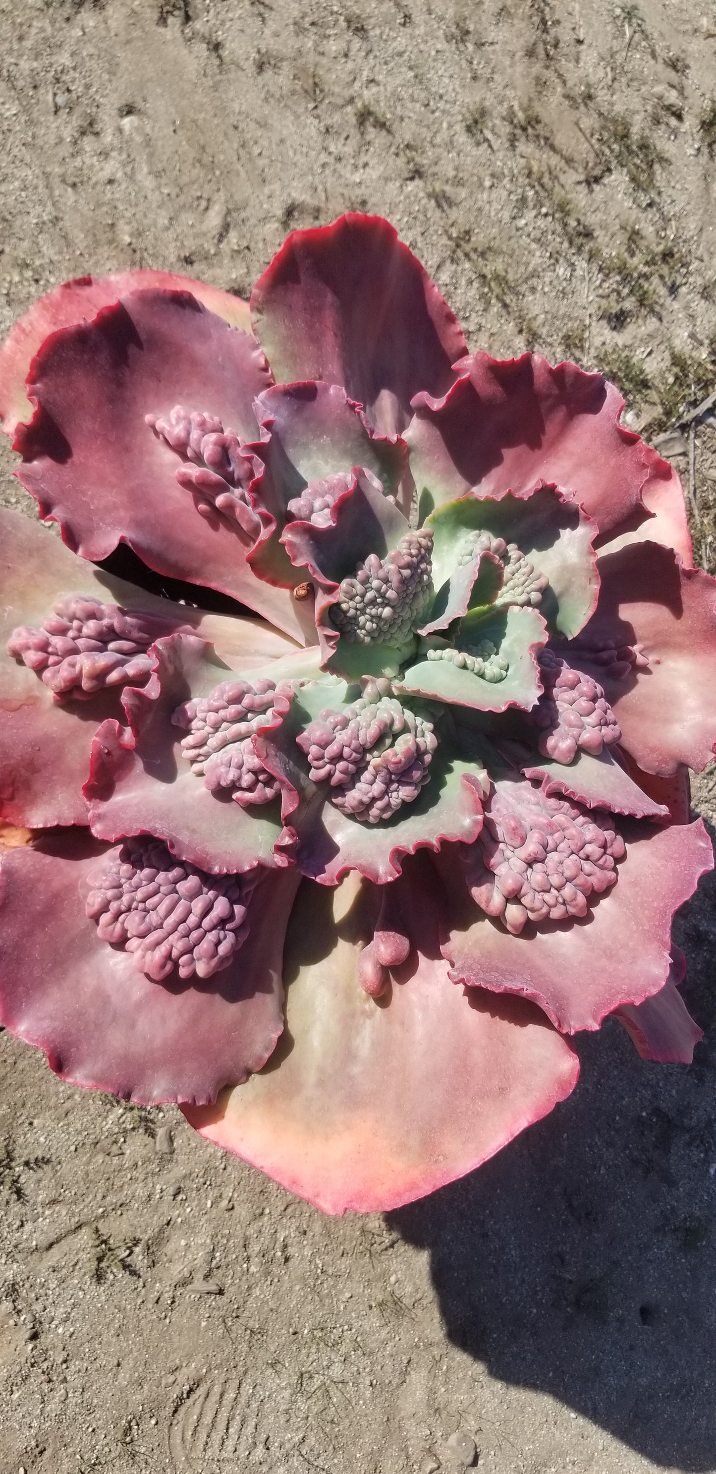 Echeveria Edna Hybrid