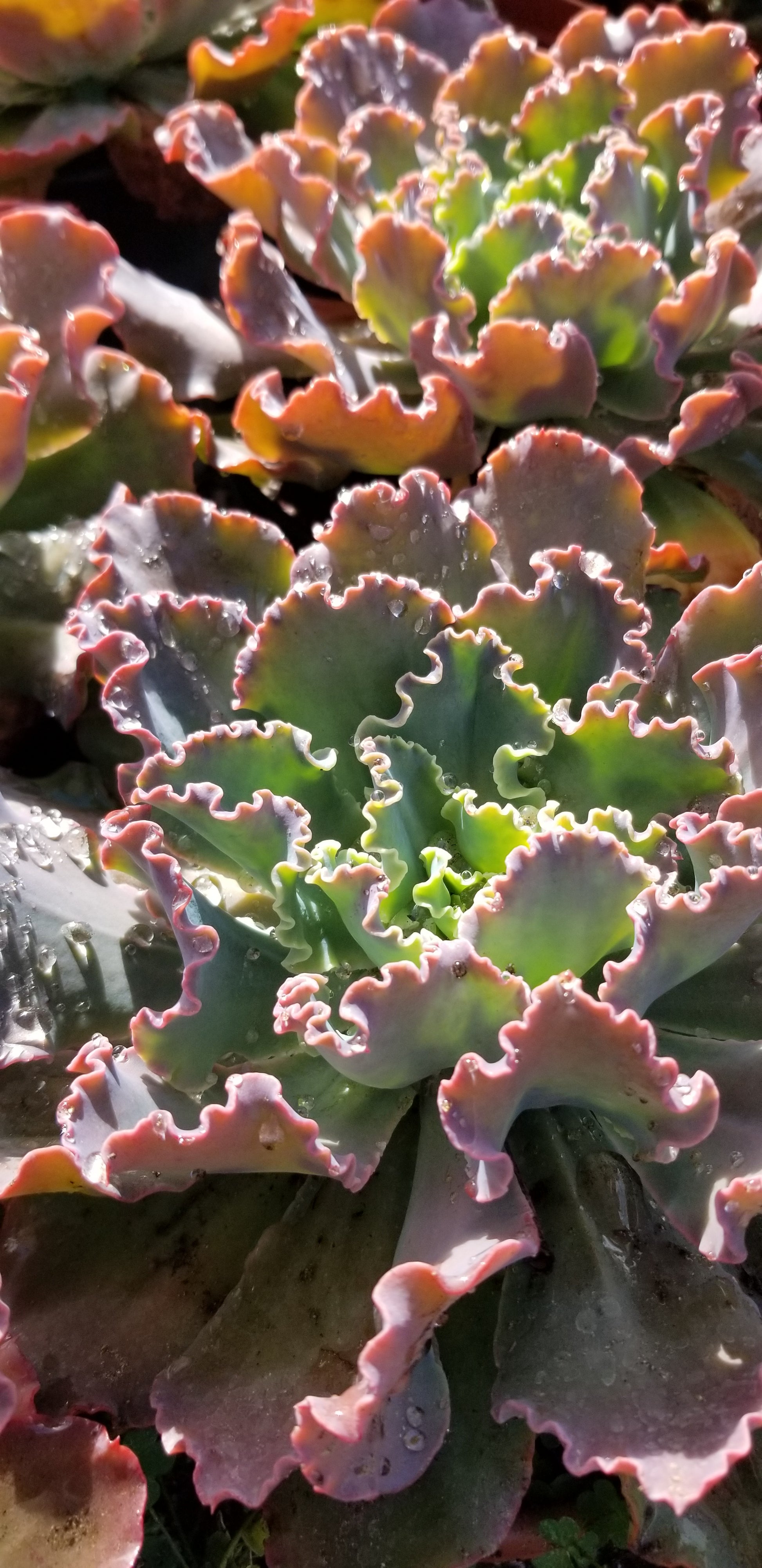blue curls succulent Echeveria Blue Curls