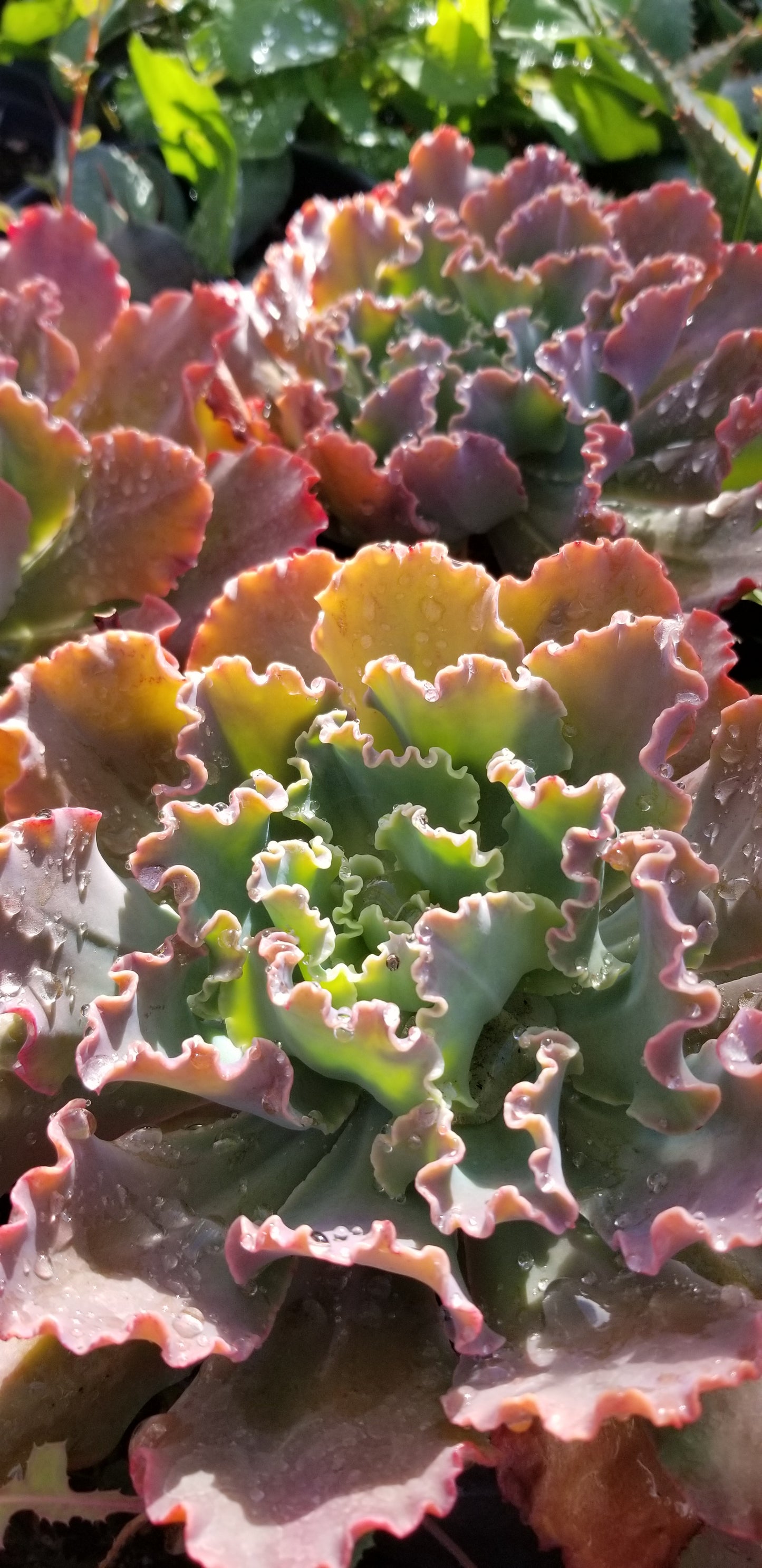 Echeveria Blue Curls