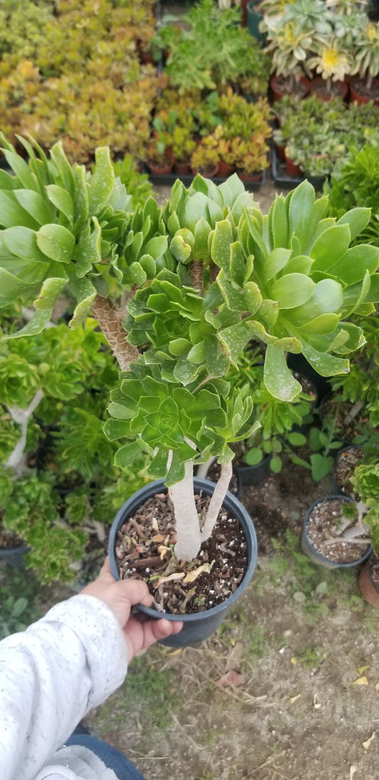 Green Aeonium Arboreum Tree