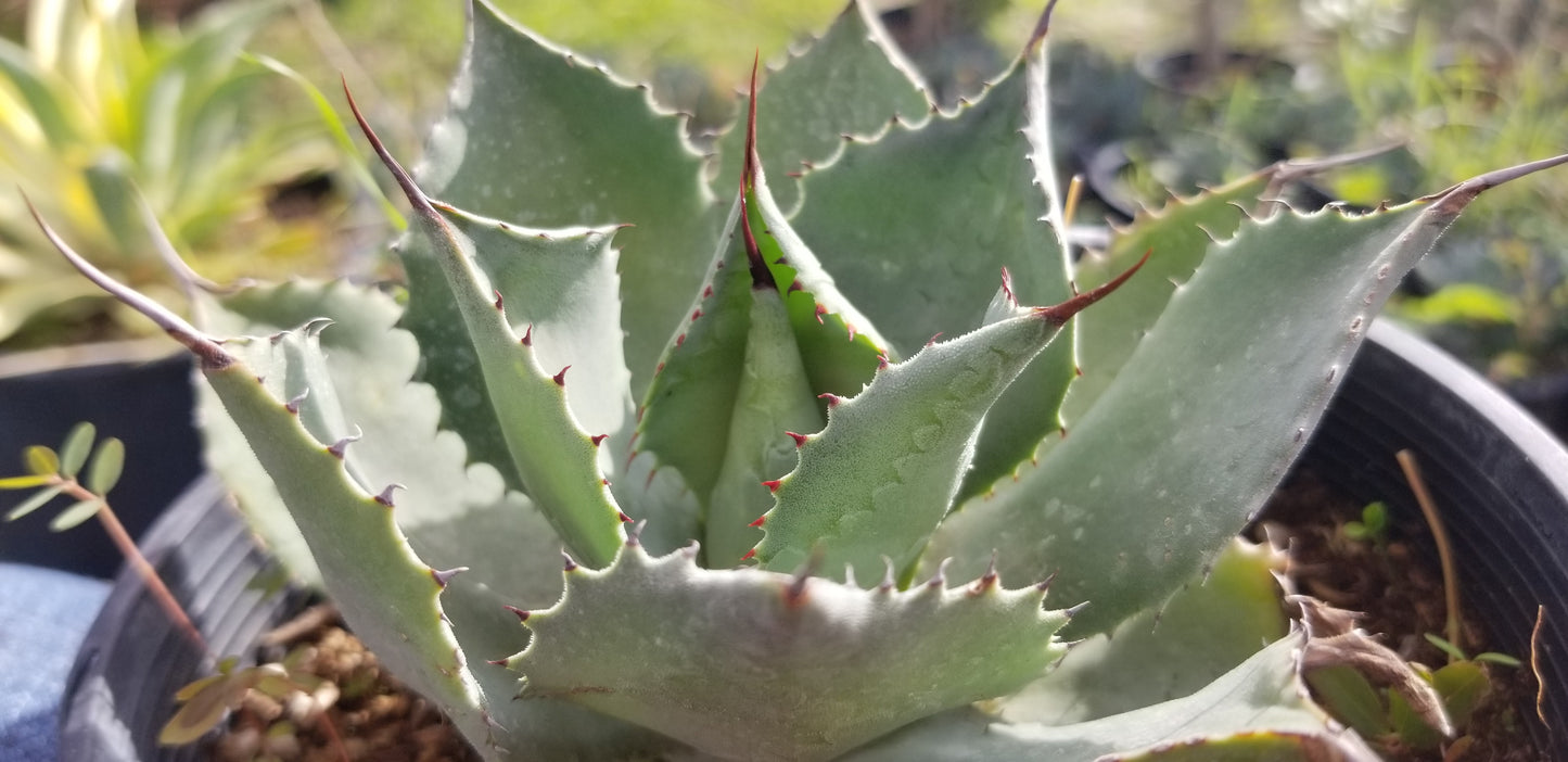 Agave Potatorum (5" Pot)