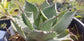 Agave Potatorum (5" Pot)