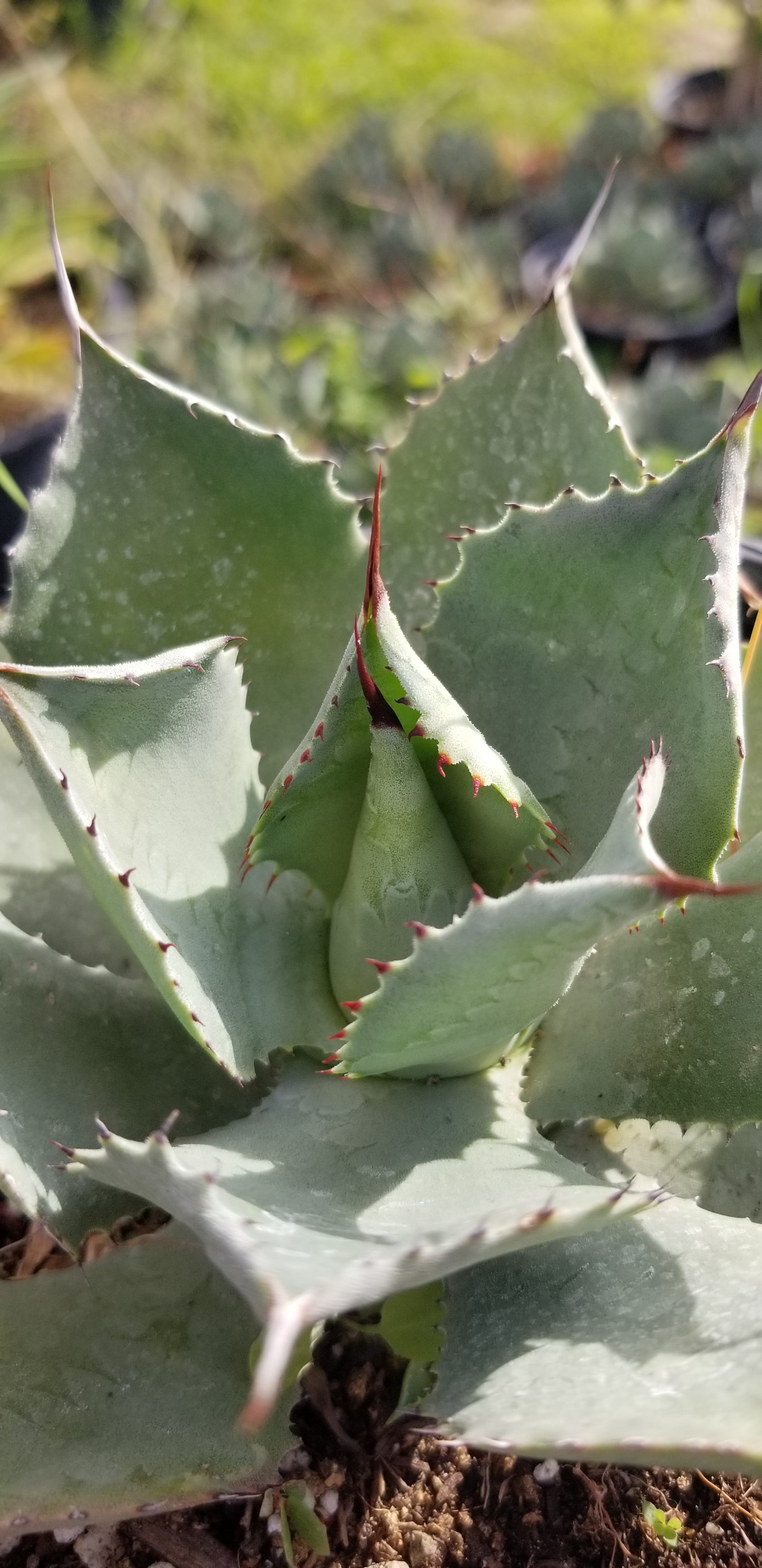 Agave Potatorum (5" Pot)