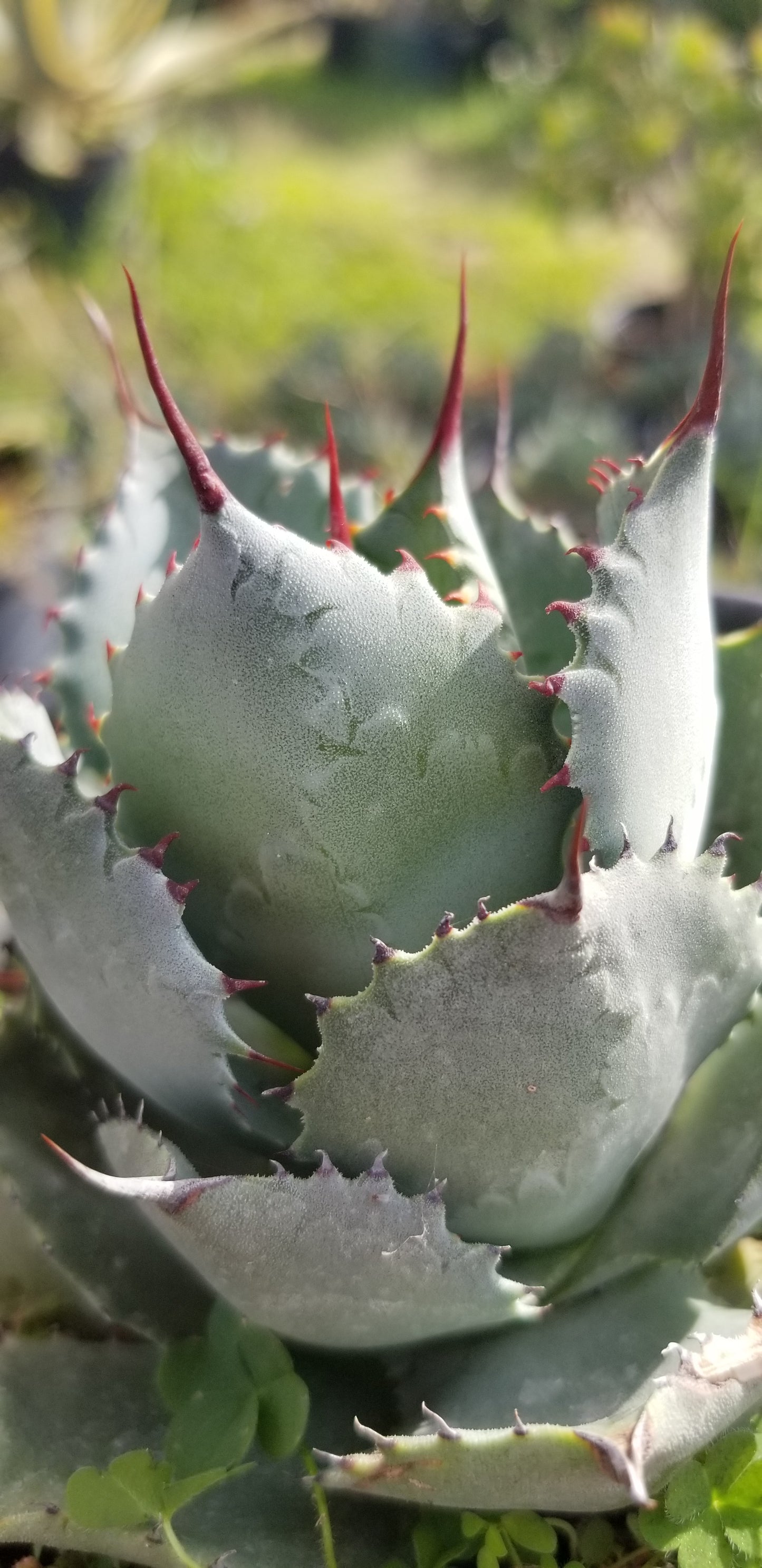 Agave Potatorum (5" Pot)