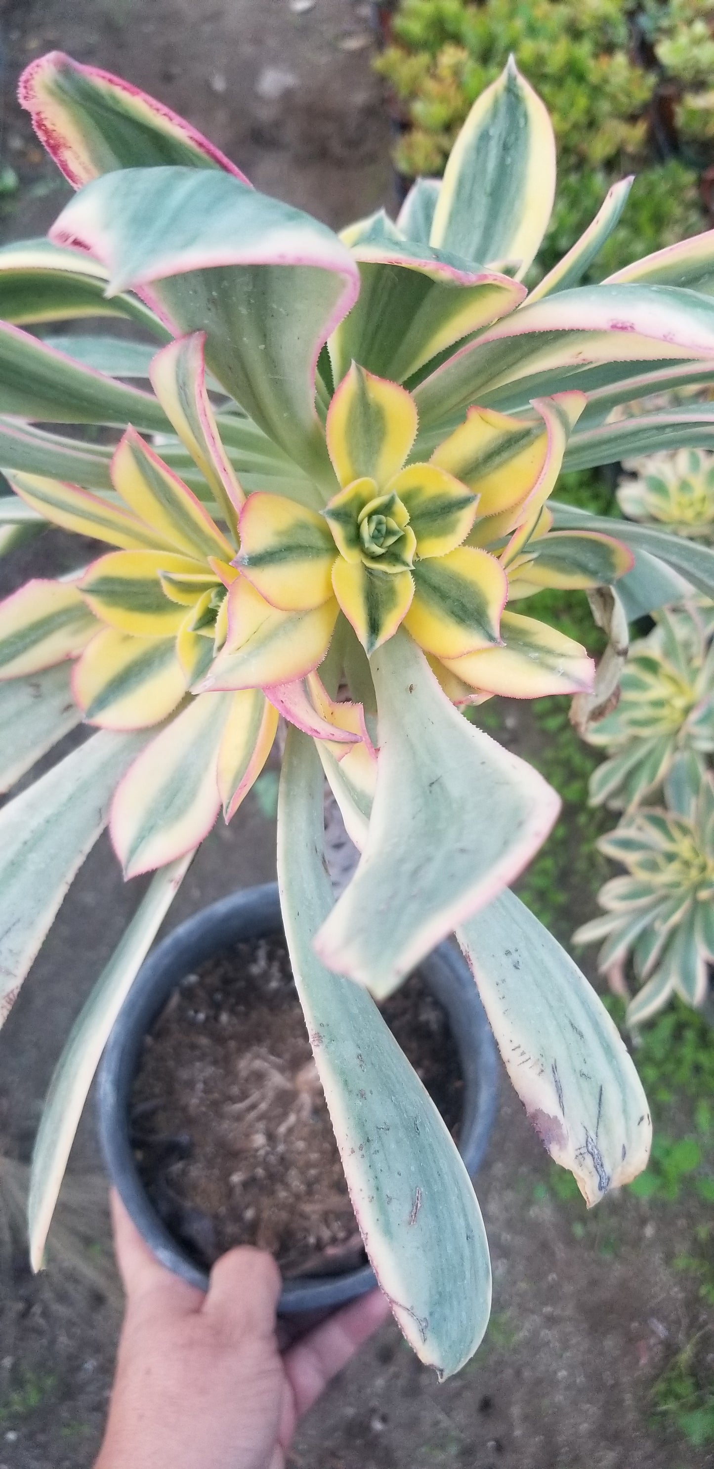 Aeonium Sunburst