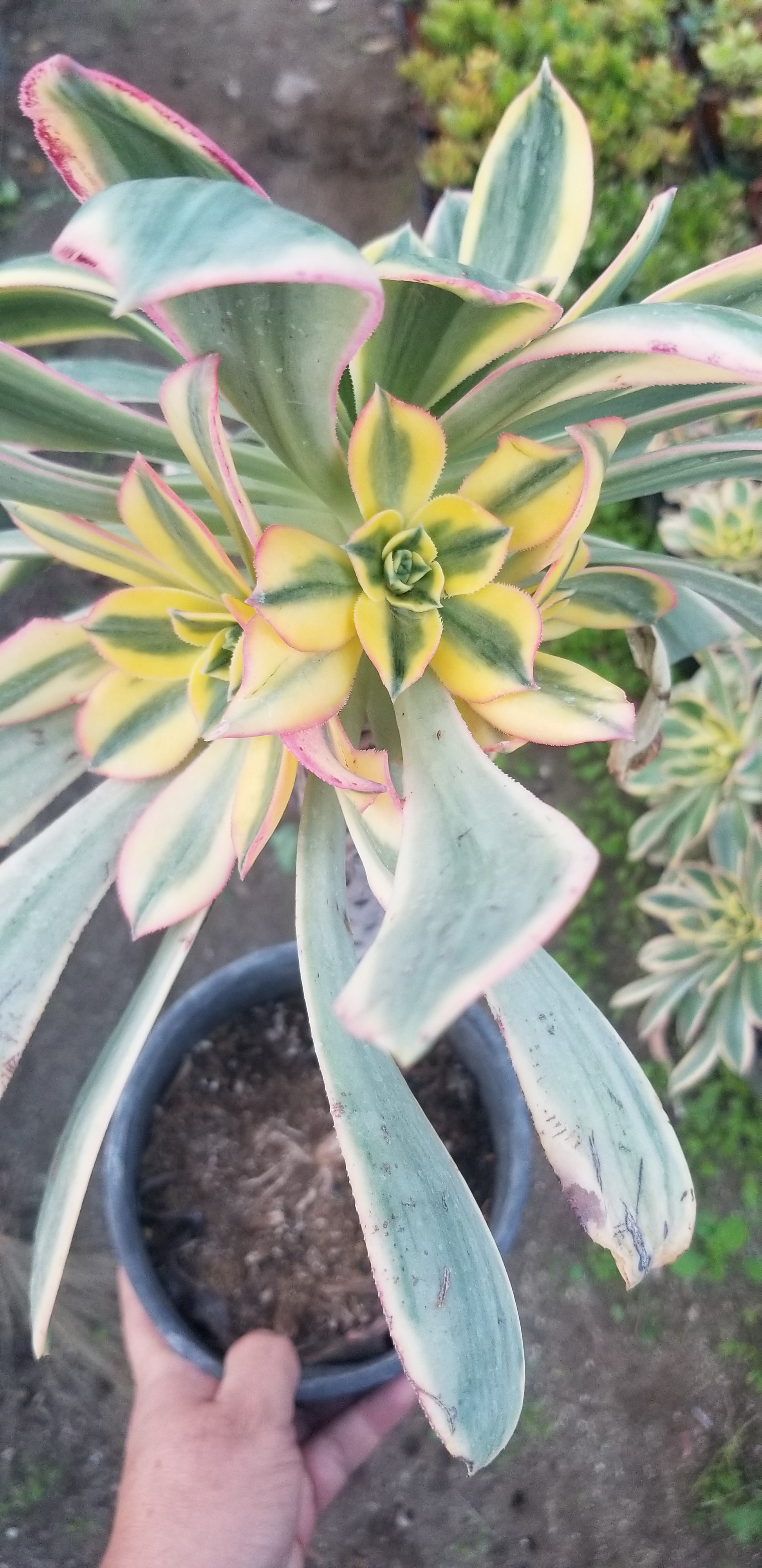 tree aeonium succulent Aeonium Sunburst Tree – Beaultiful Desert Plants