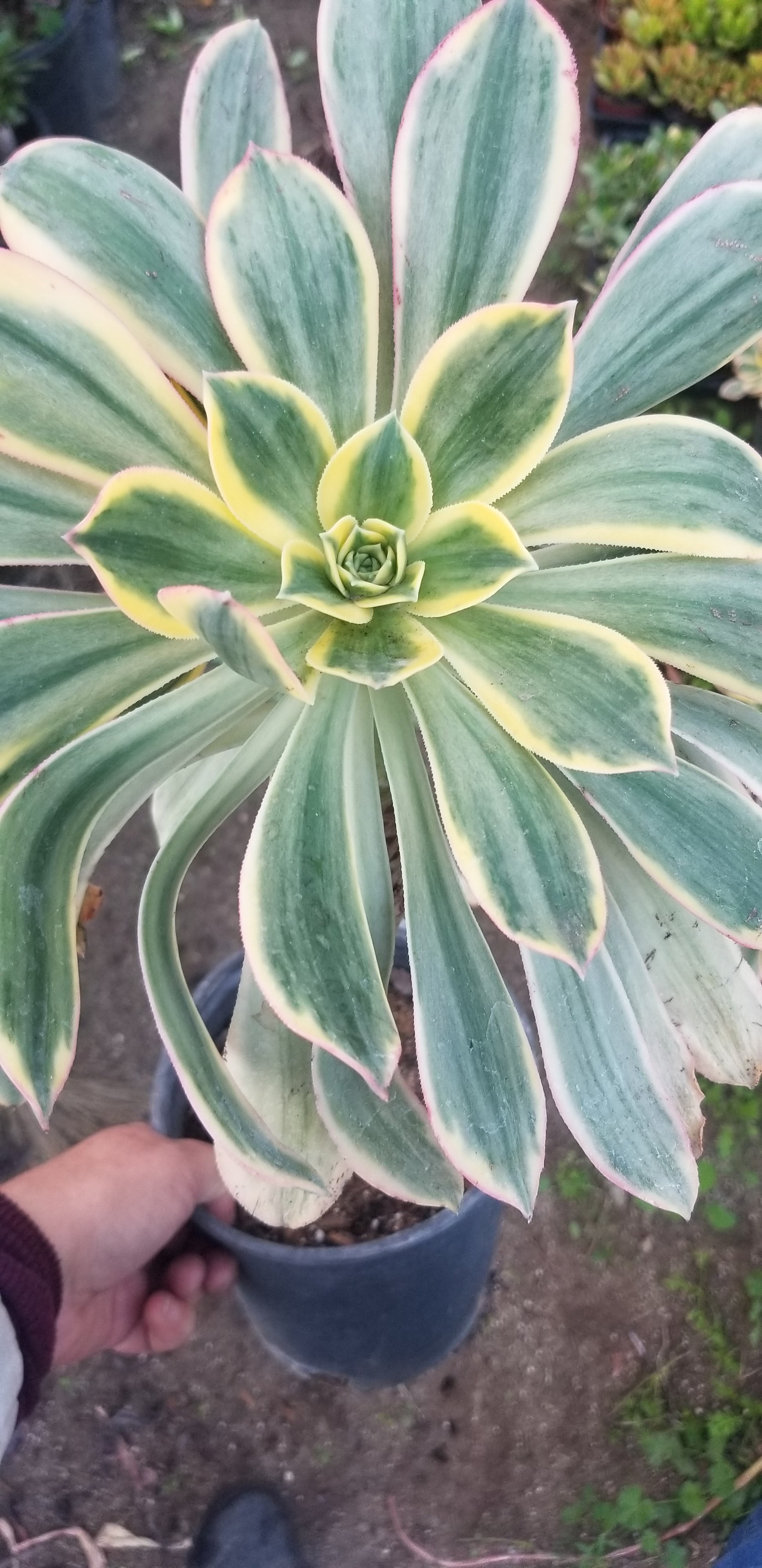 sunburst succulents Aeonium Sunburst Tree