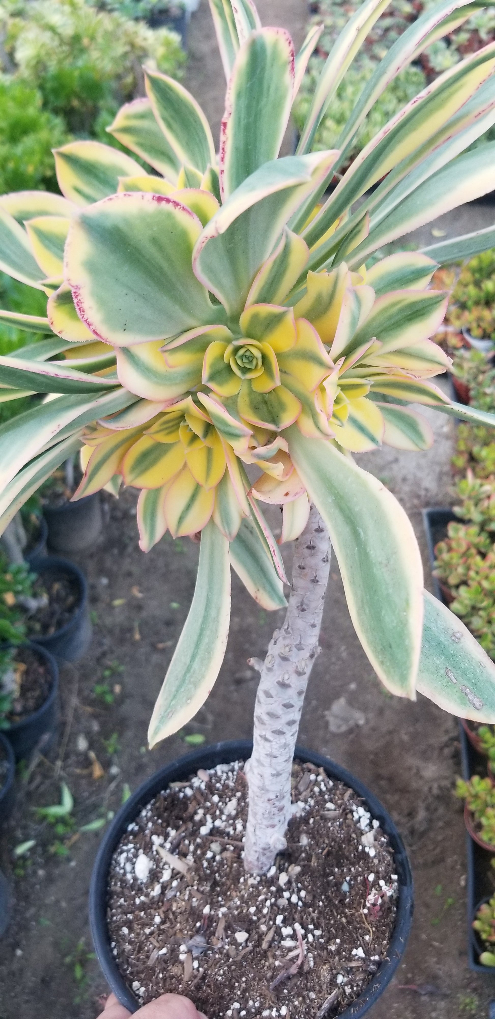 tree aeonium succulent Aeonium Sunburst Tree – Beaultiful Desert Plants