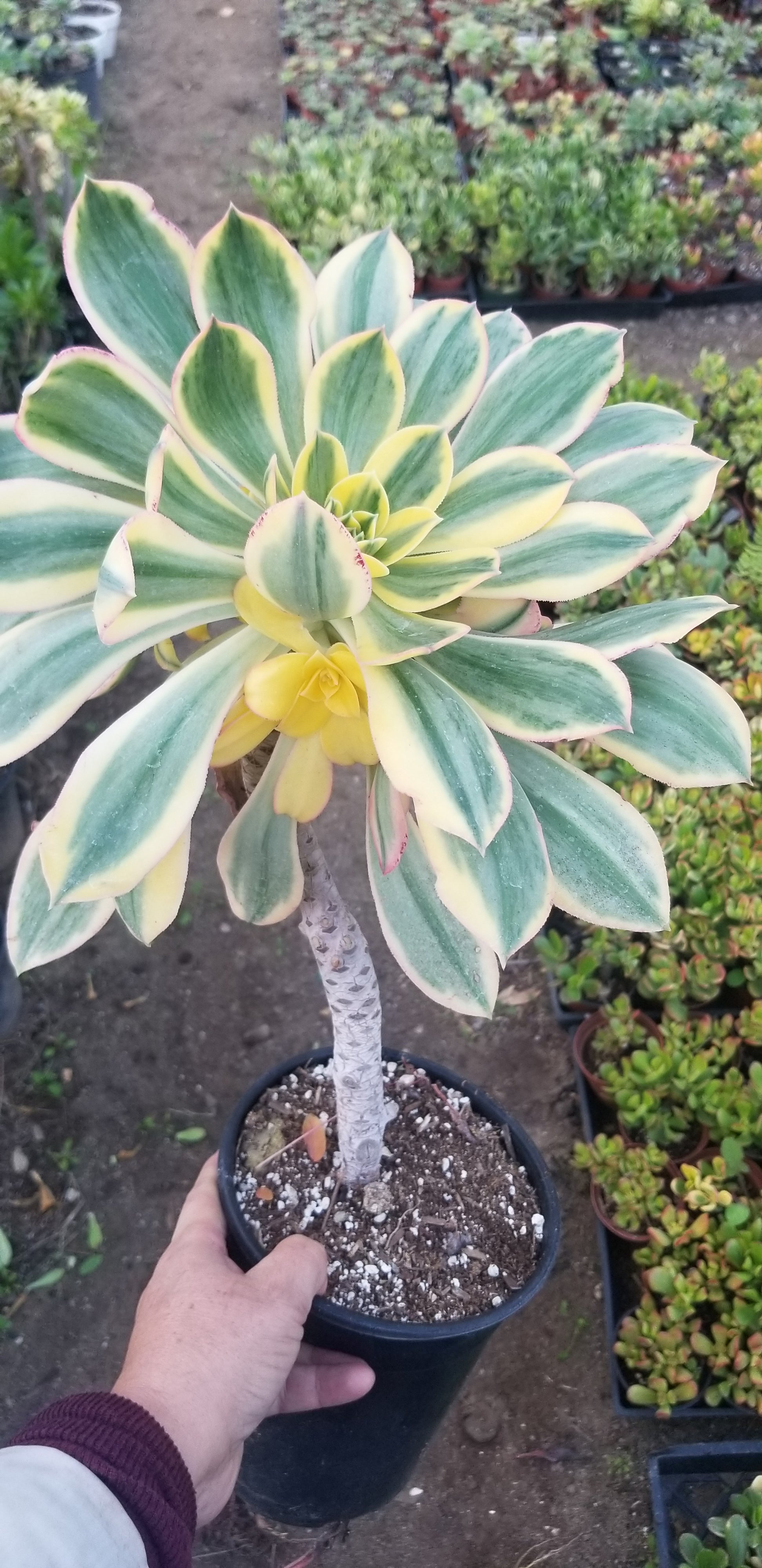 succulents aeonium sunburst Aeonium Sunburst Tree – Beaultiful Desert Plants