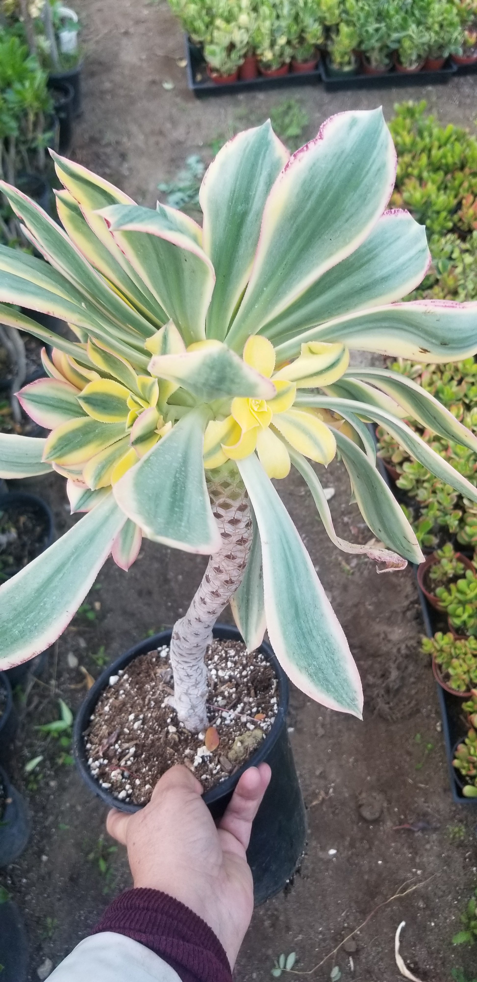 echeveria sunburst succulent Aeonium Sunburst Tree – Beaultiful Desert Plants