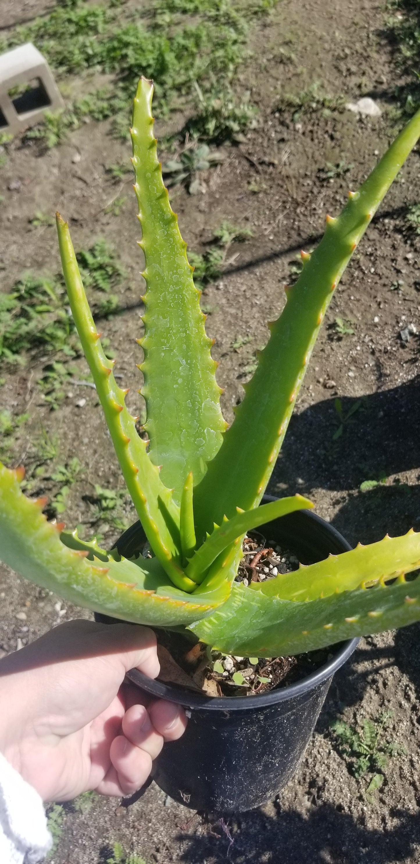 Aloe Camperi (1 Gal. Pot)