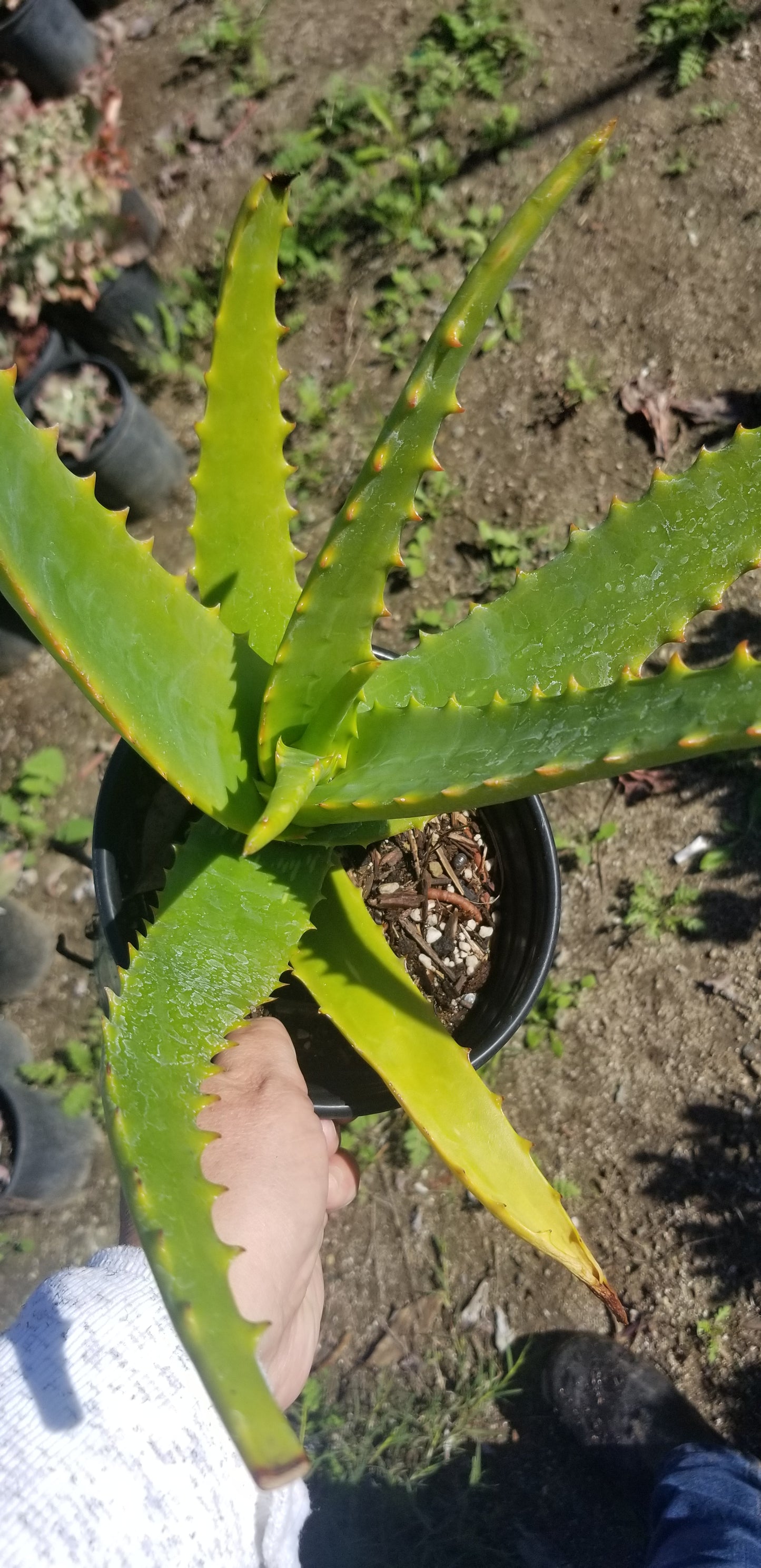 Aloe Camperi (1 Gal. Pot)