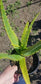 Aloe Camperi (1 Gal. Pot)