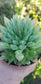 Haworthia Glacilis (4"Pot)