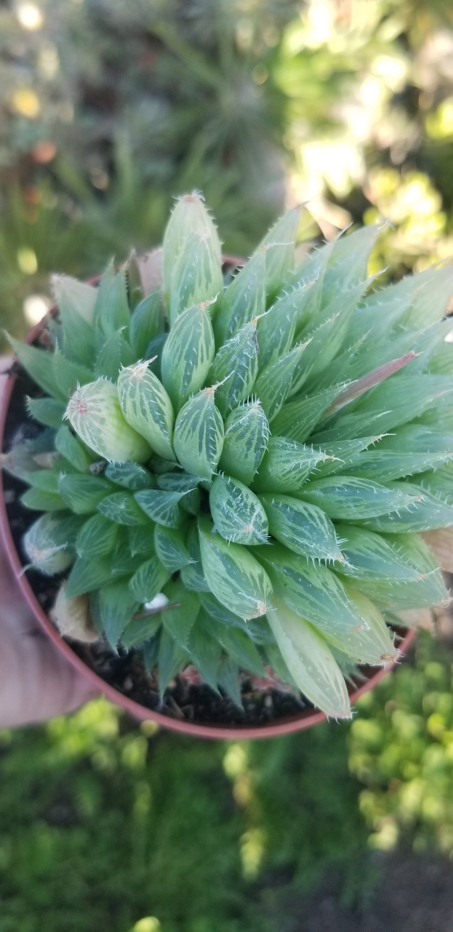 Haworthia Glacilis (4"Pot)