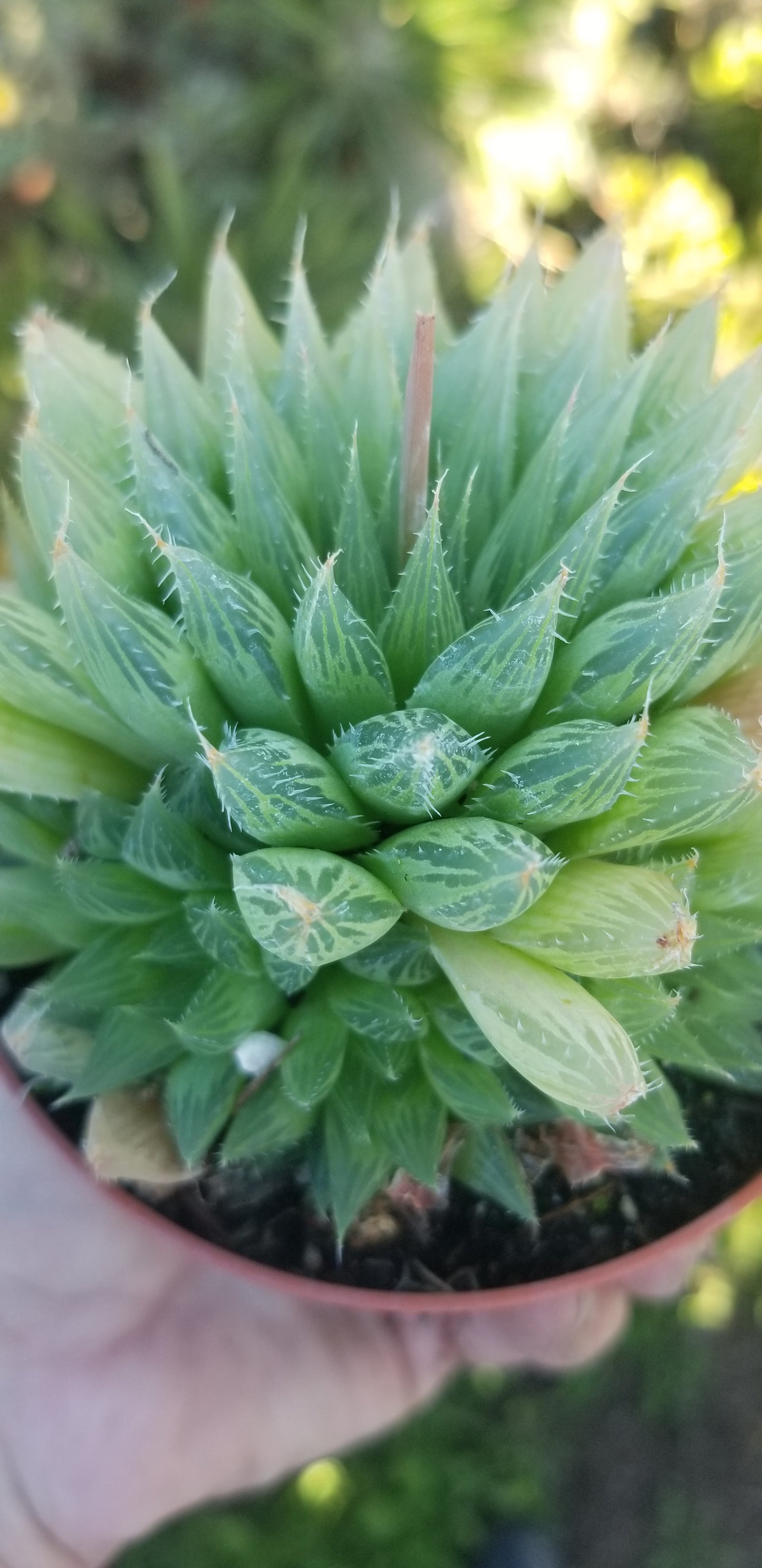 Haworthia Glacilis (4"Pot)