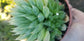 Haworthia Glacilis (4"Pot)