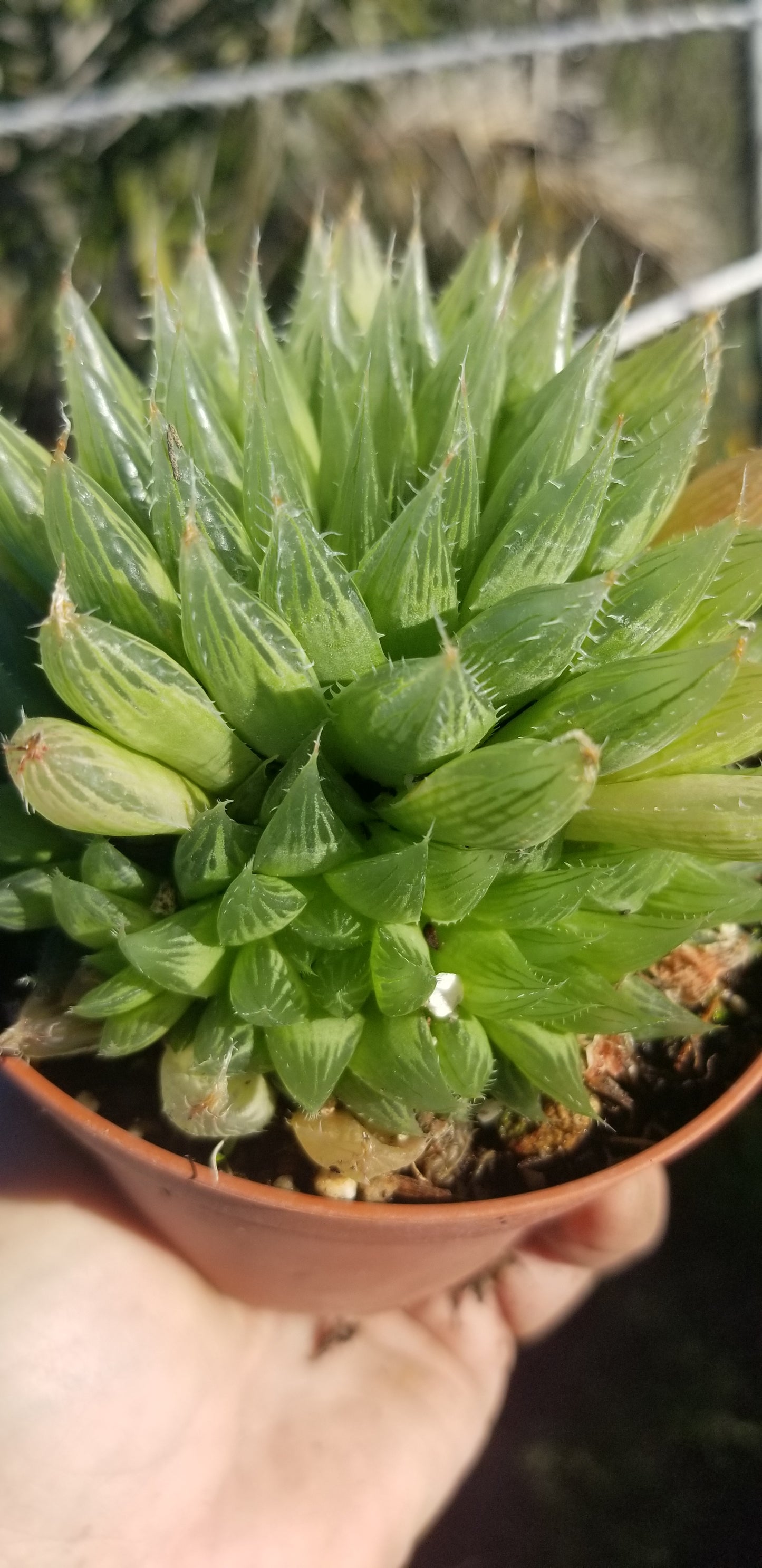 Haworthia Glacilis (4"Pot)