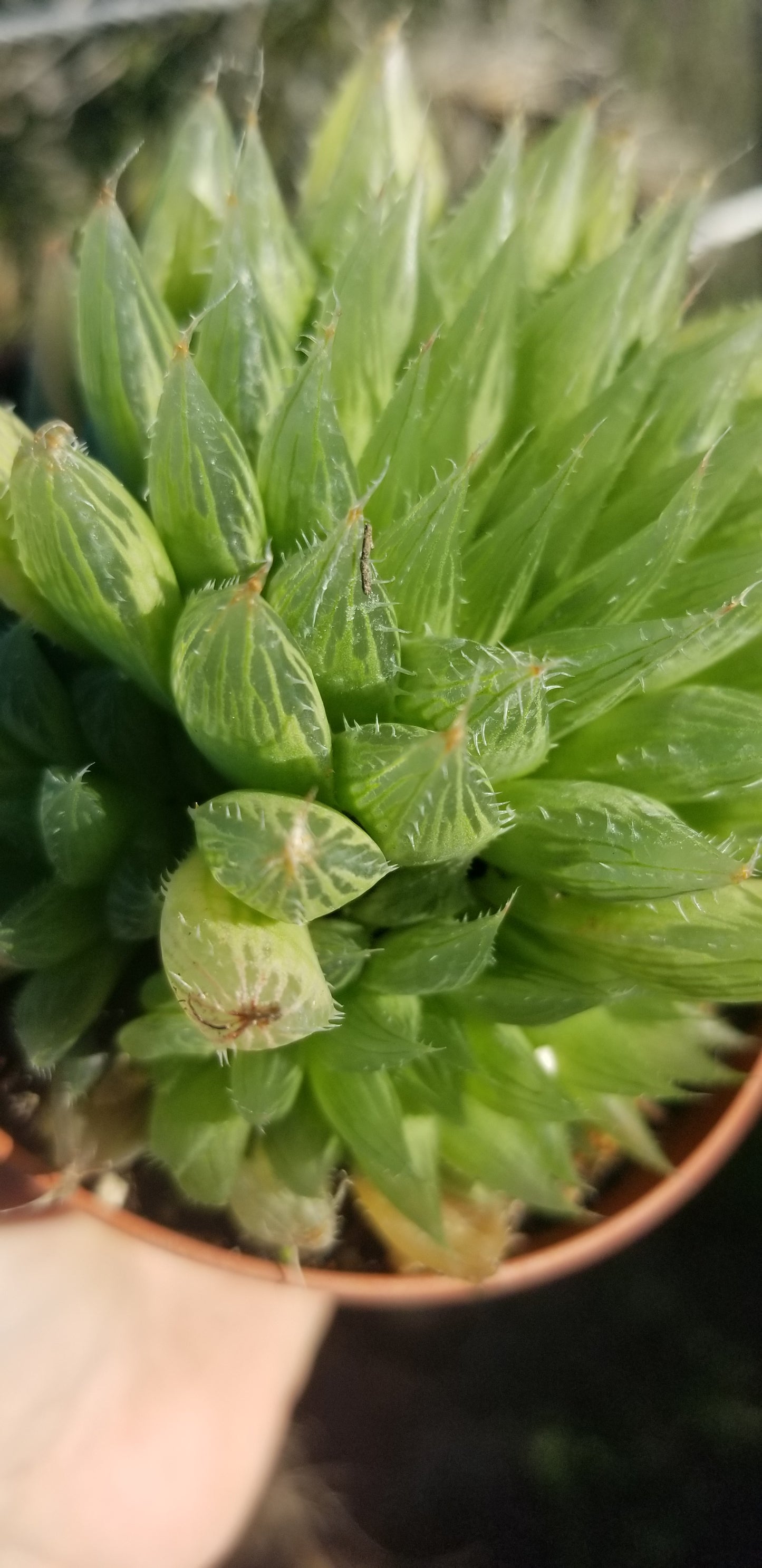 Haworthia Glacilis (4"Pot)