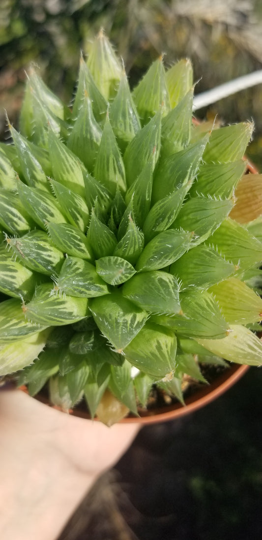 Haworthia Glacilis (4"Pot)