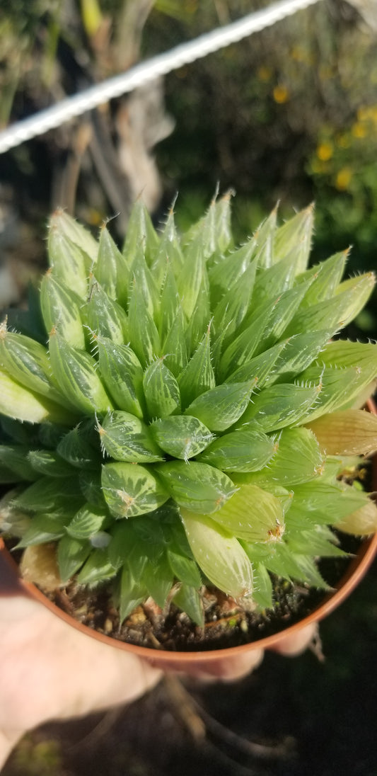 Haworthia Glacilis (4"Pot)