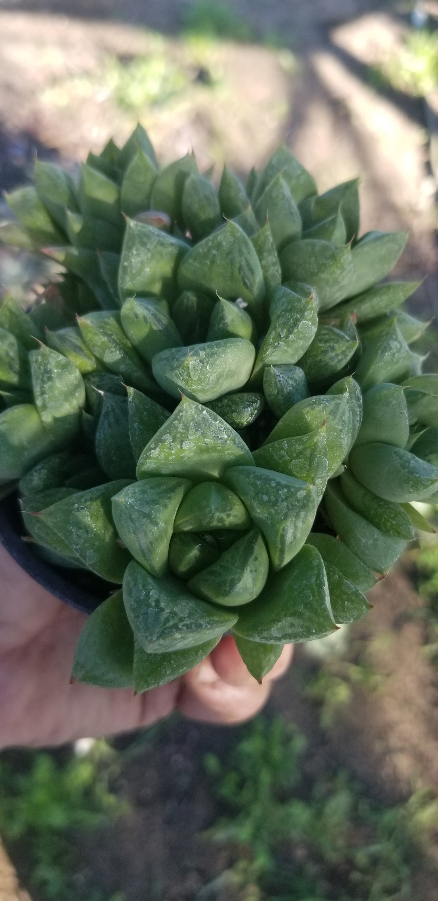 Haworthia Cuspidata (4" Pot)