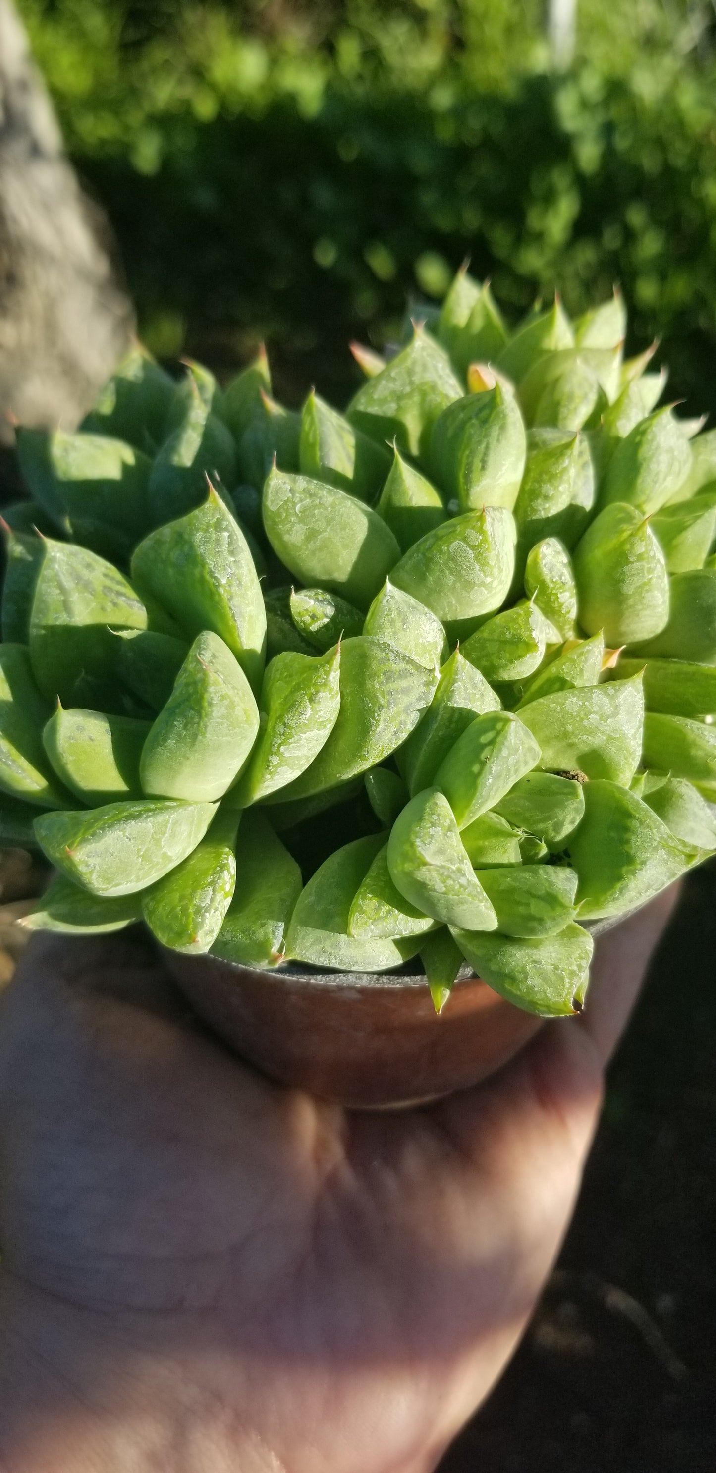 Haworthia Cuspidata (4" Pot)