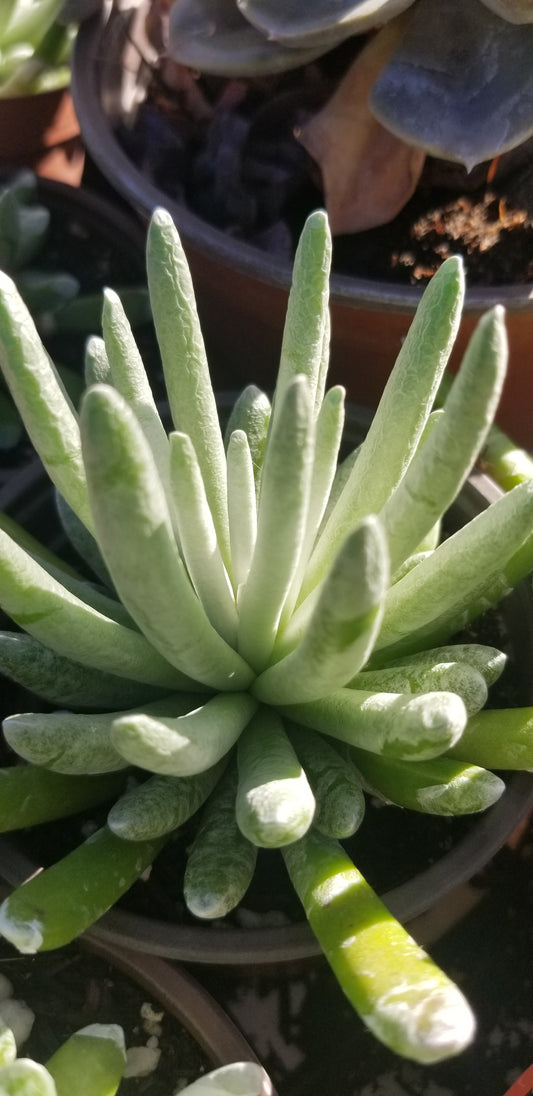 Senecio Scaposus (4" Pot)