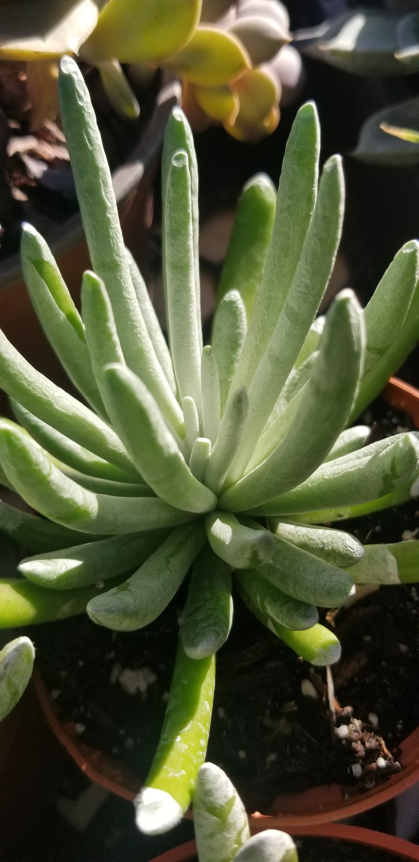 Senecio Scaposus (4" Pot)