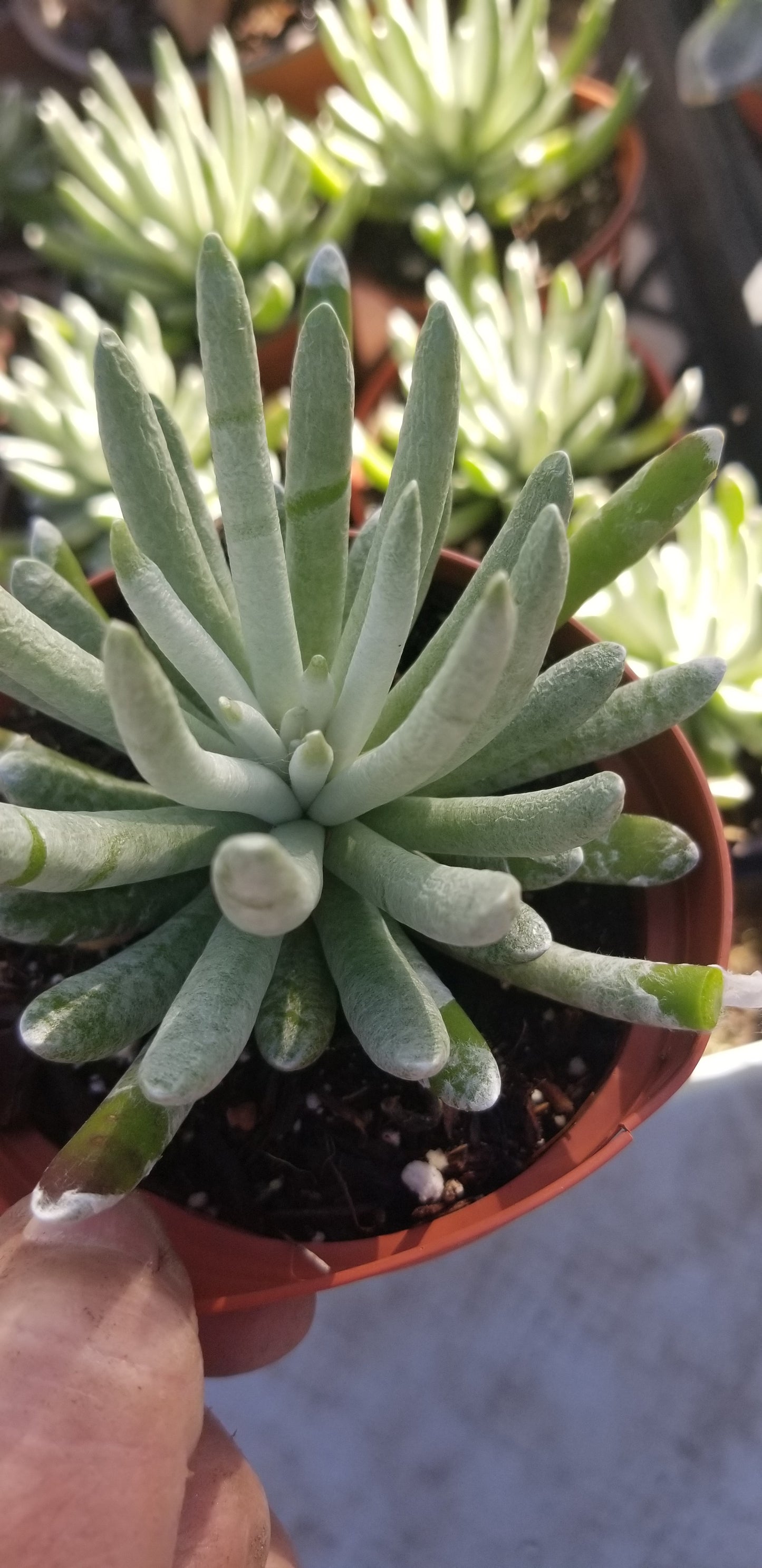 Senecio Scaposus (4" Pot)