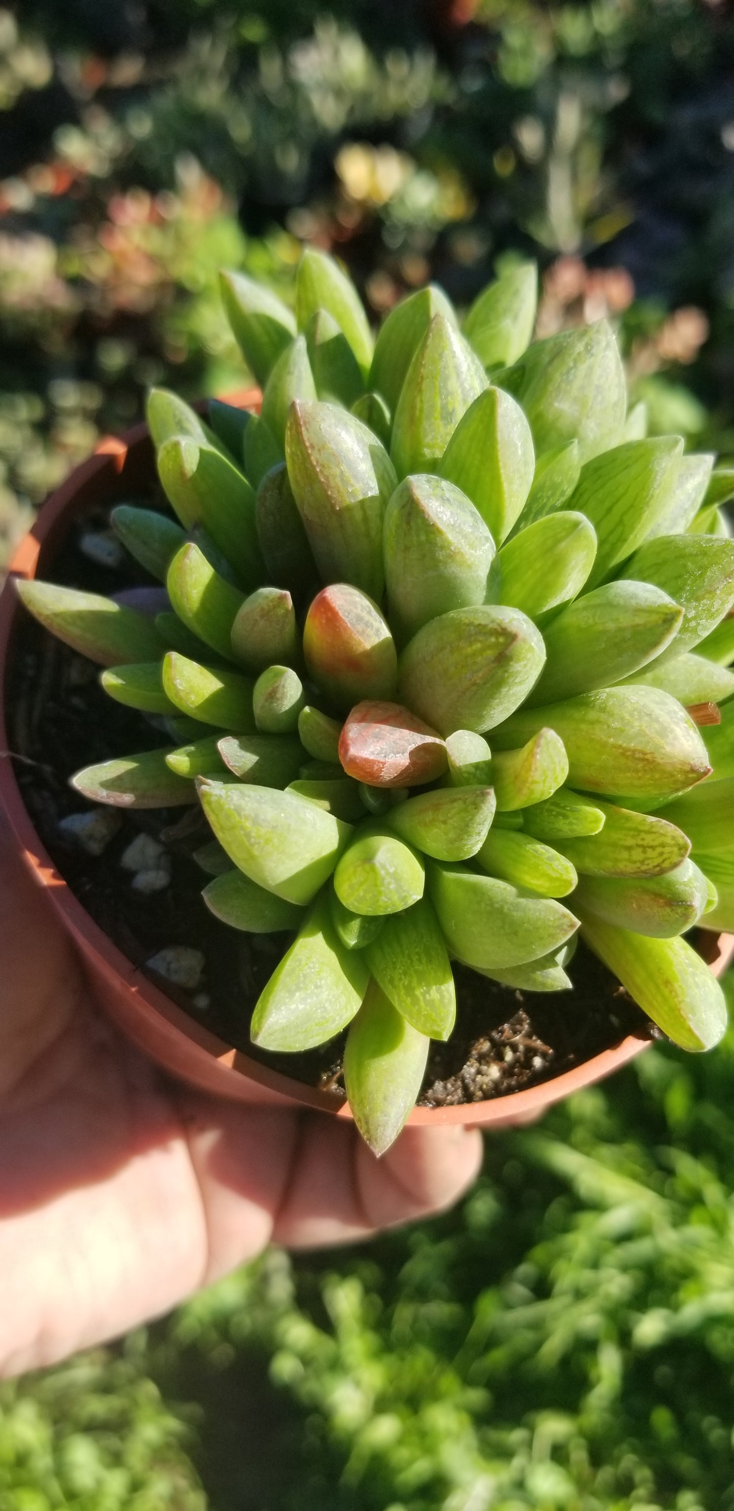 Haworthia Suberecta (4" Pot)