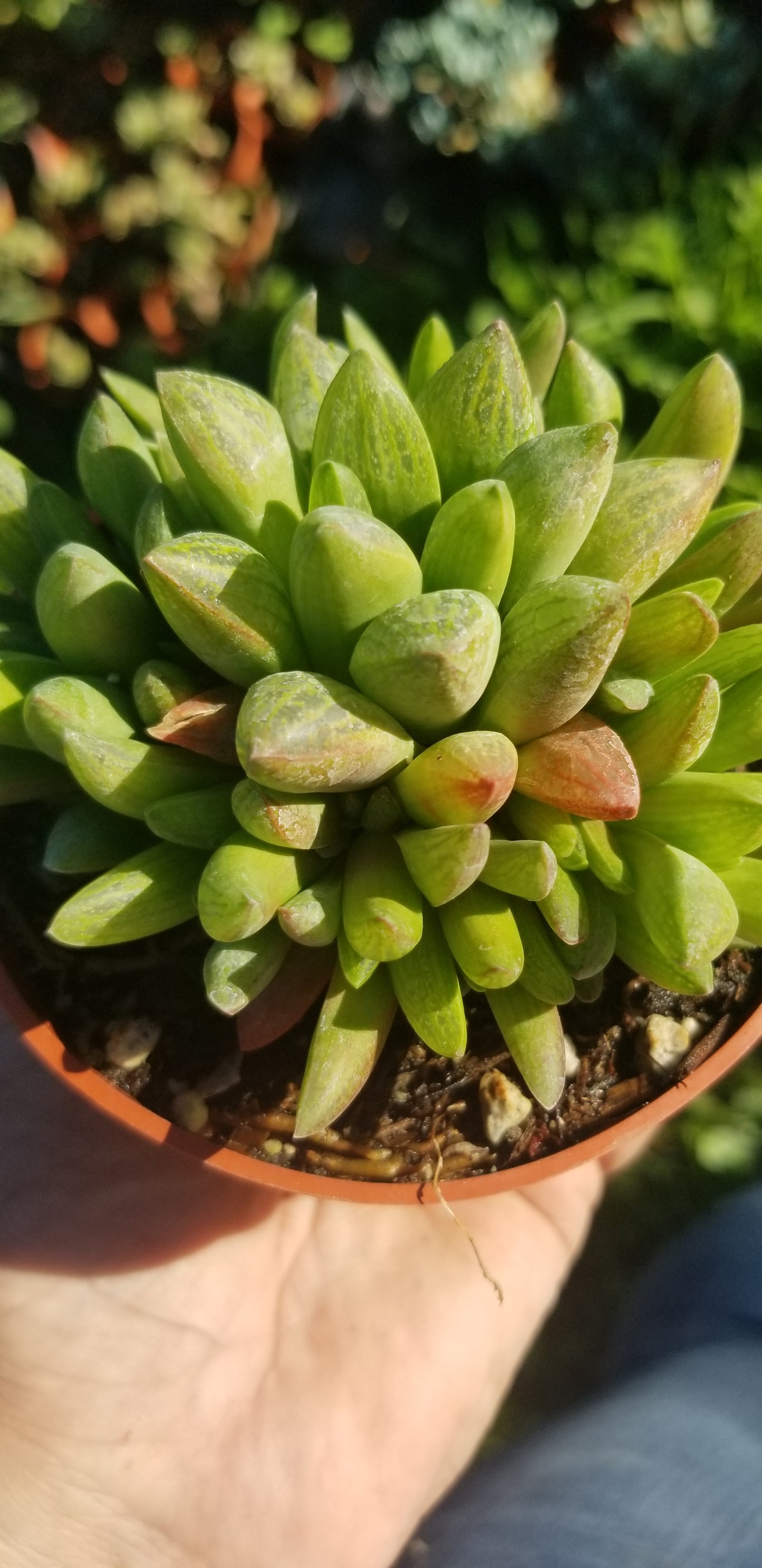 Haworthia Suberecta (4" Pot)