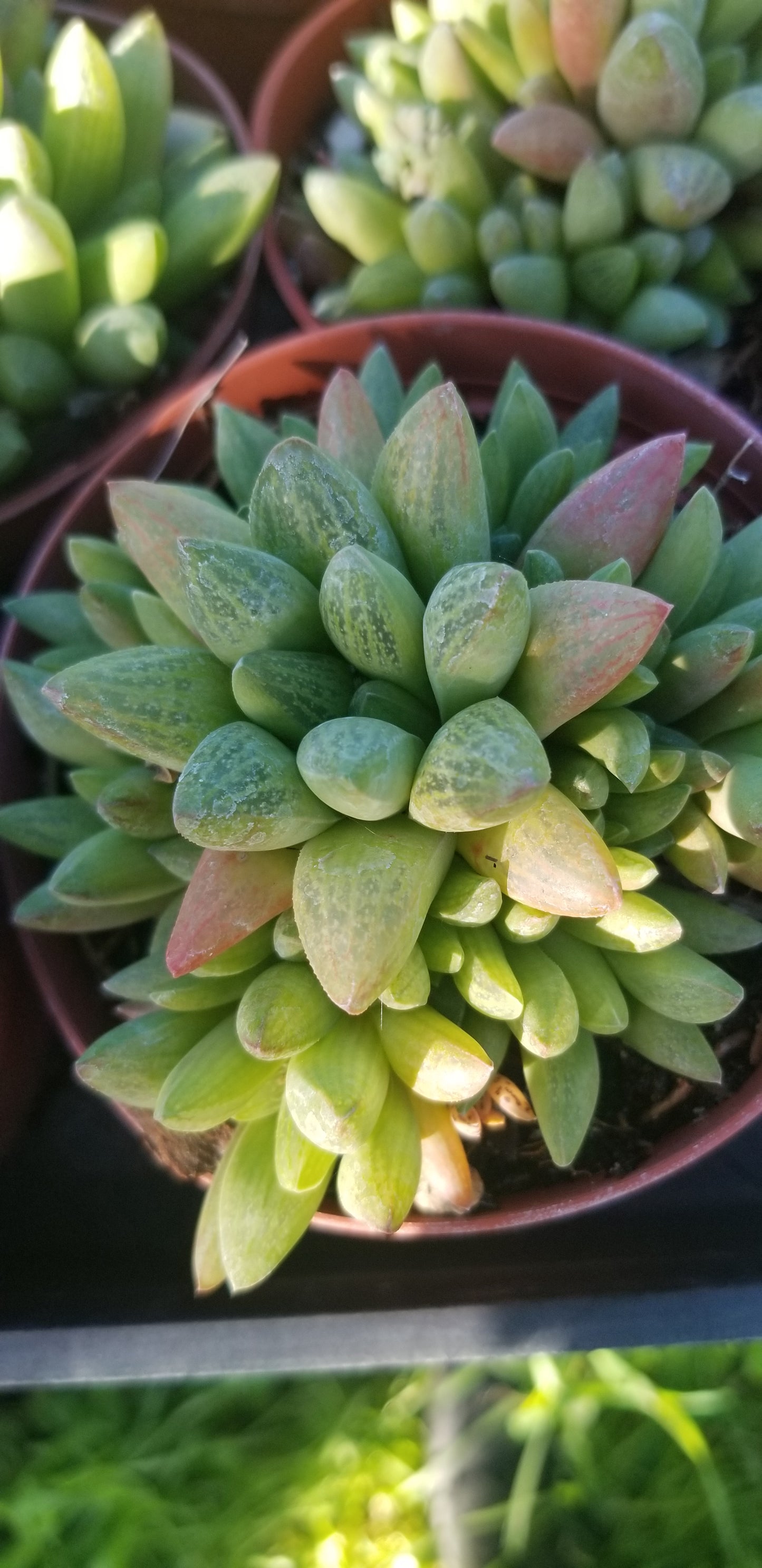 Haworthia Suberecta (4" Pot)