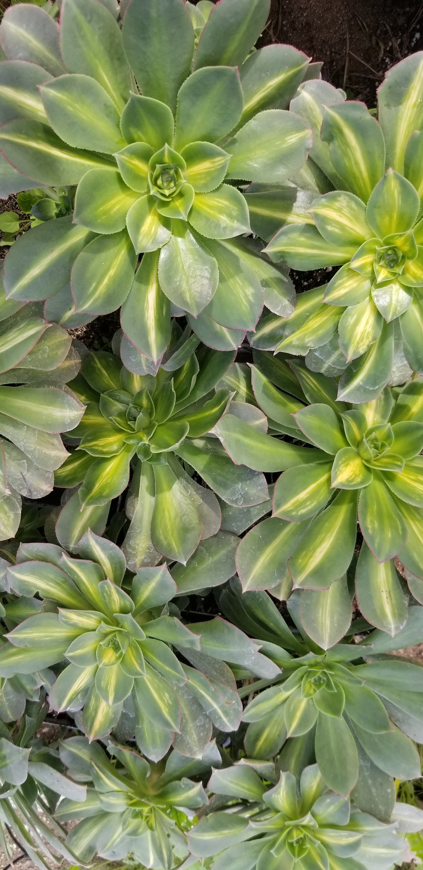 Aeonium Starburst