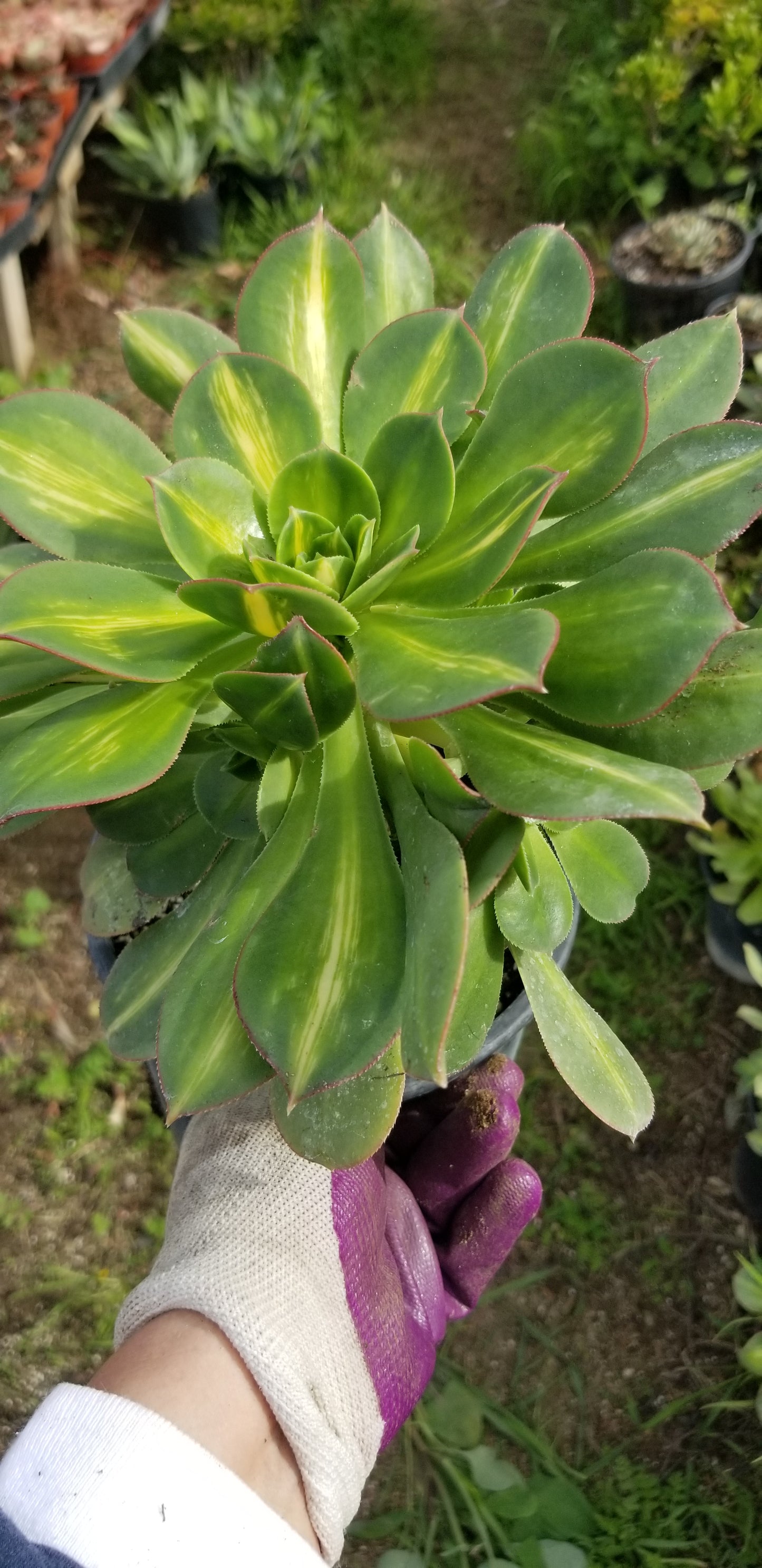 Aeonium Starburst