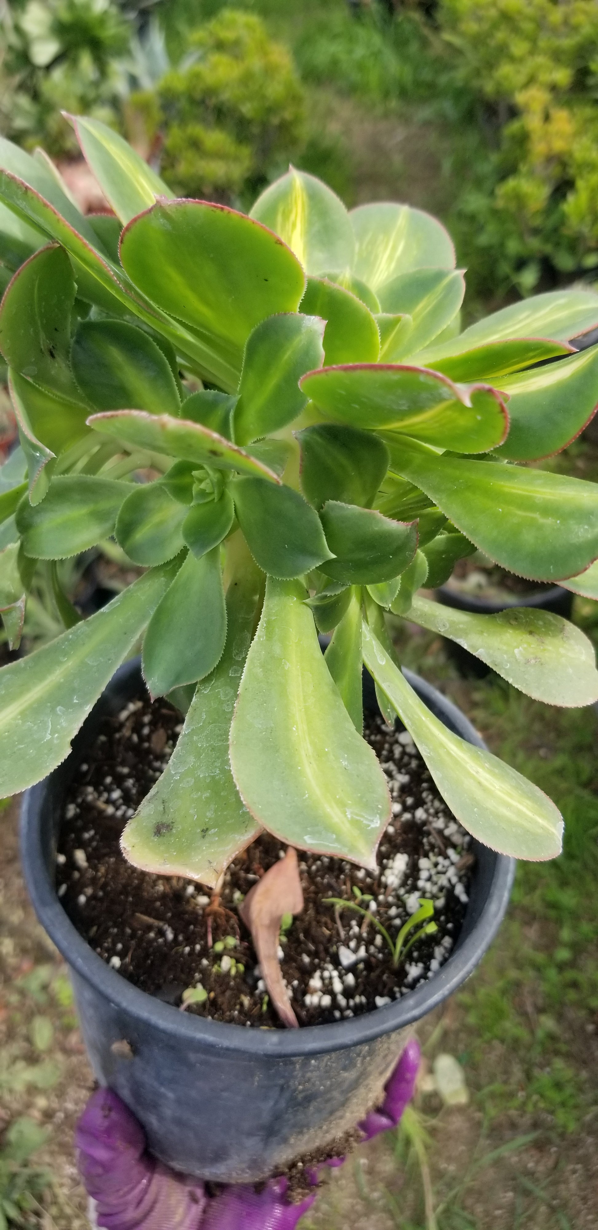 starburst succulent plant Aeonium Starburst – Beaultiful Desert Plants