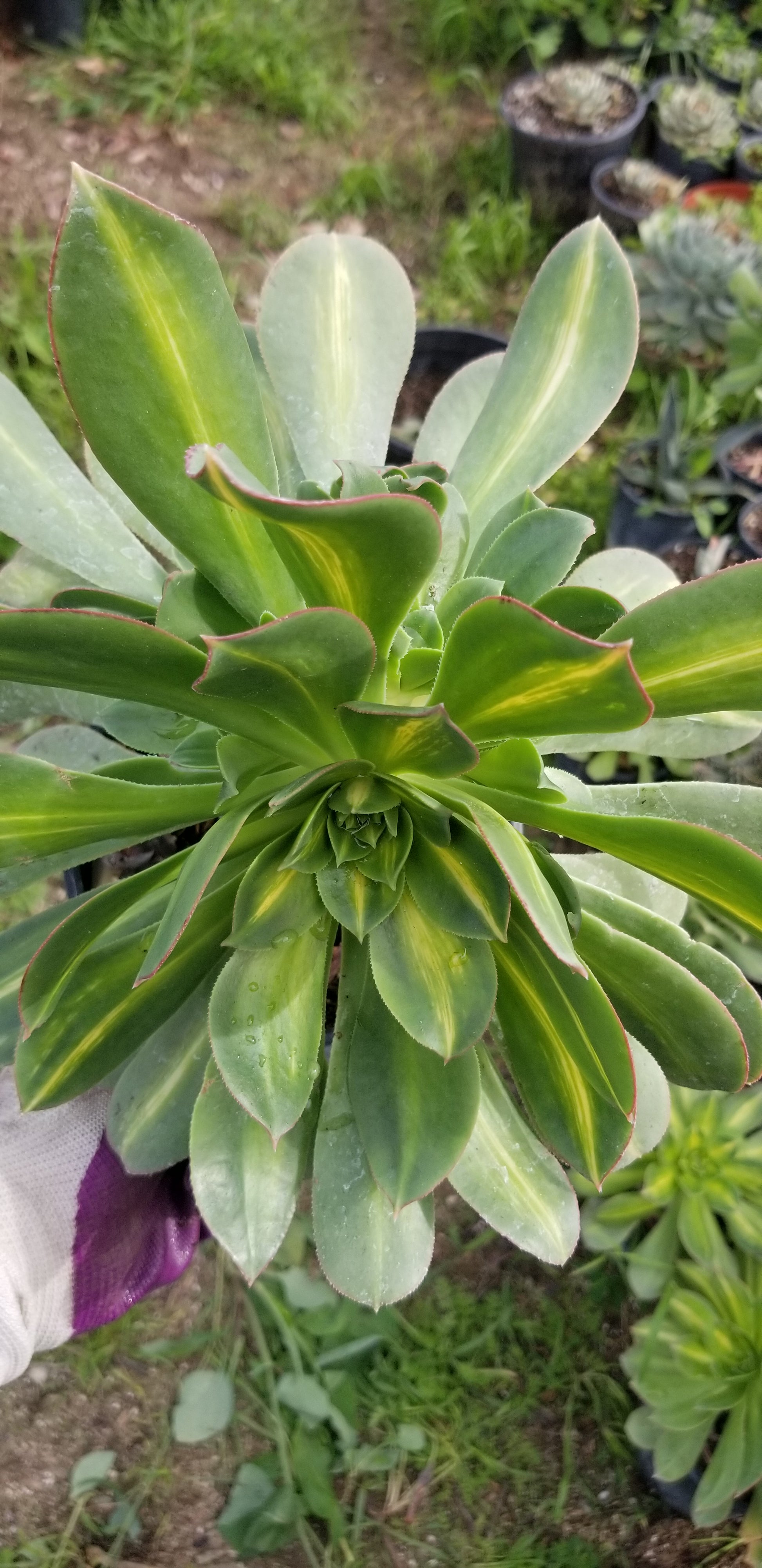 starburst succulent plant Aeonium Starburst – Beaultiful Desert Plants